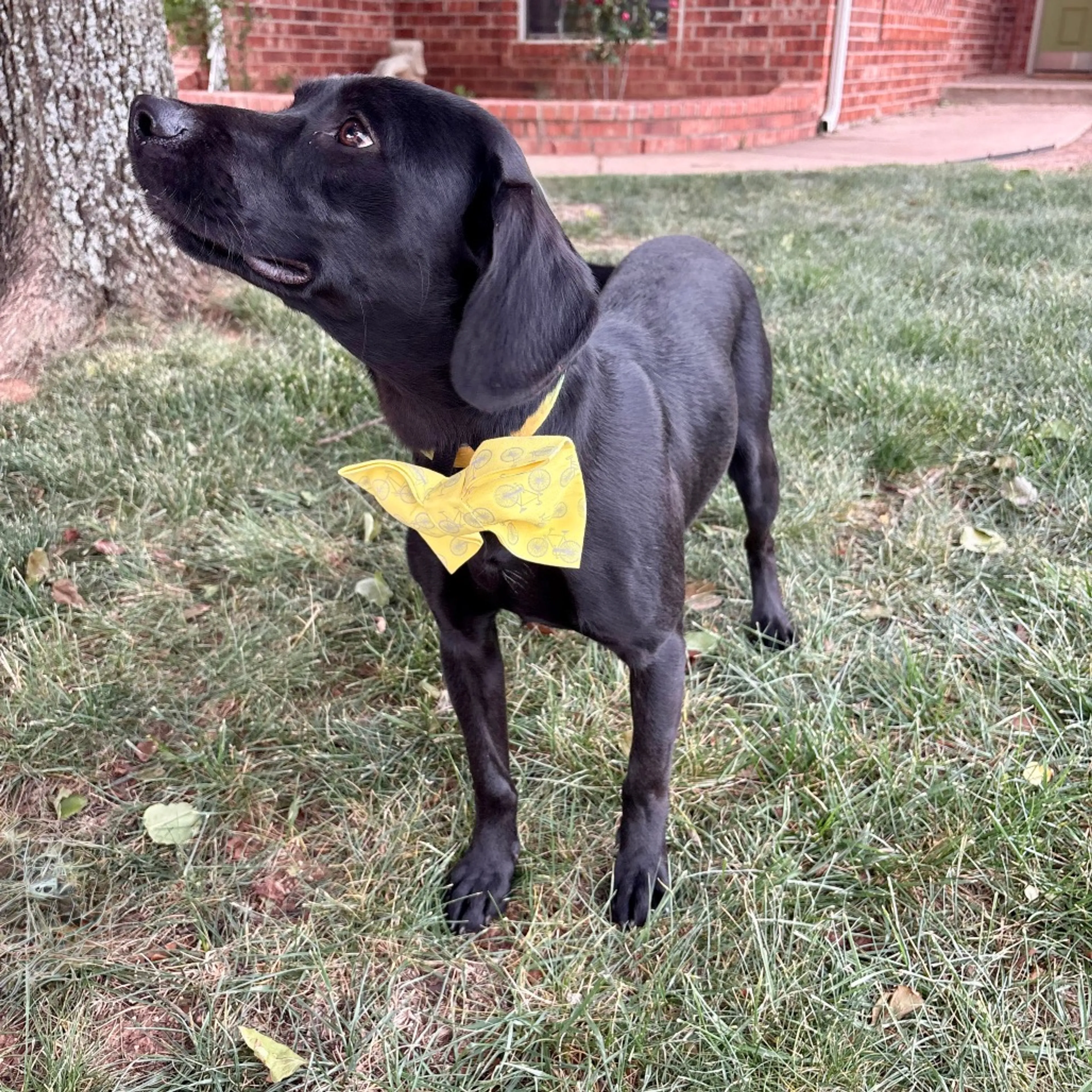 Found pet-11