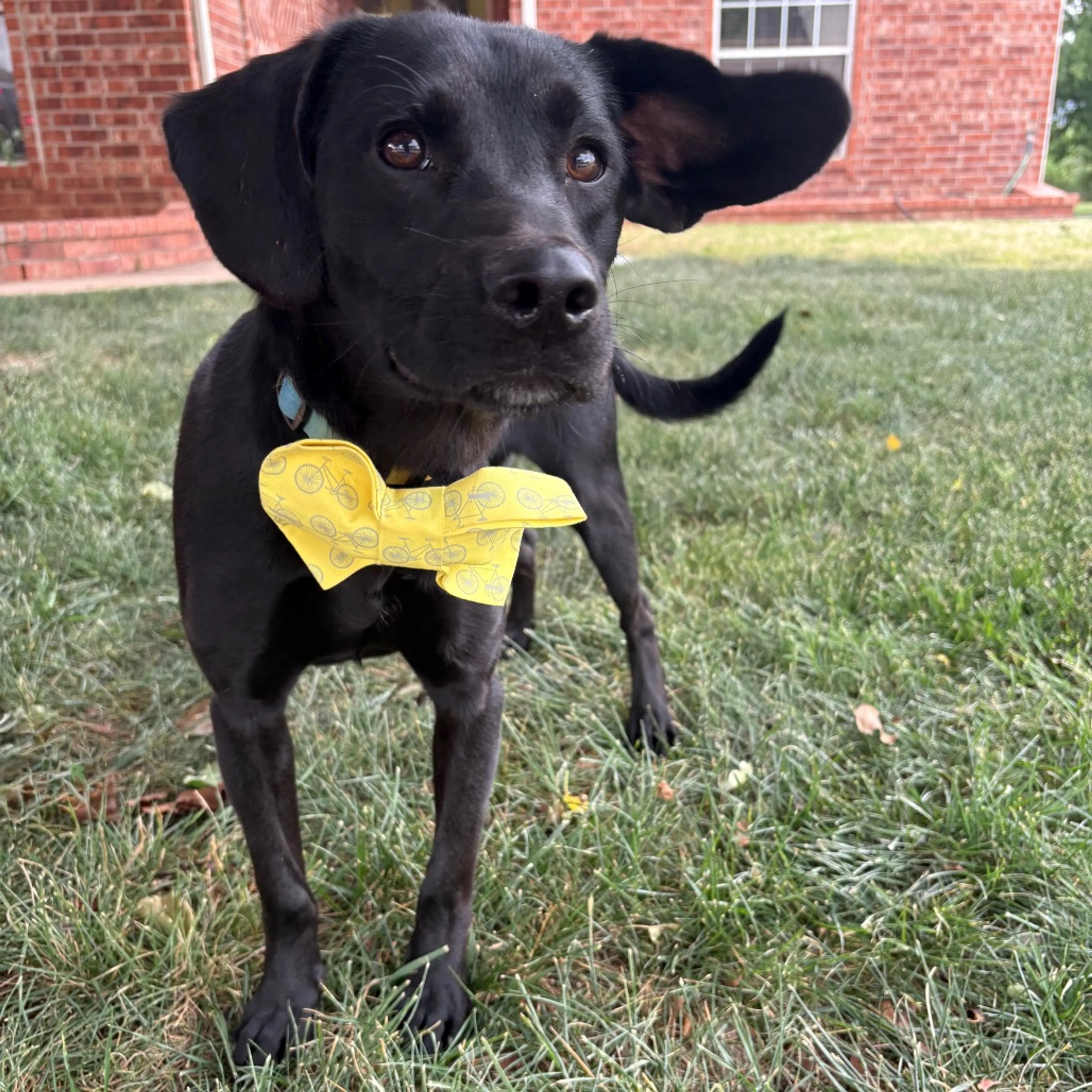 Found pet-4