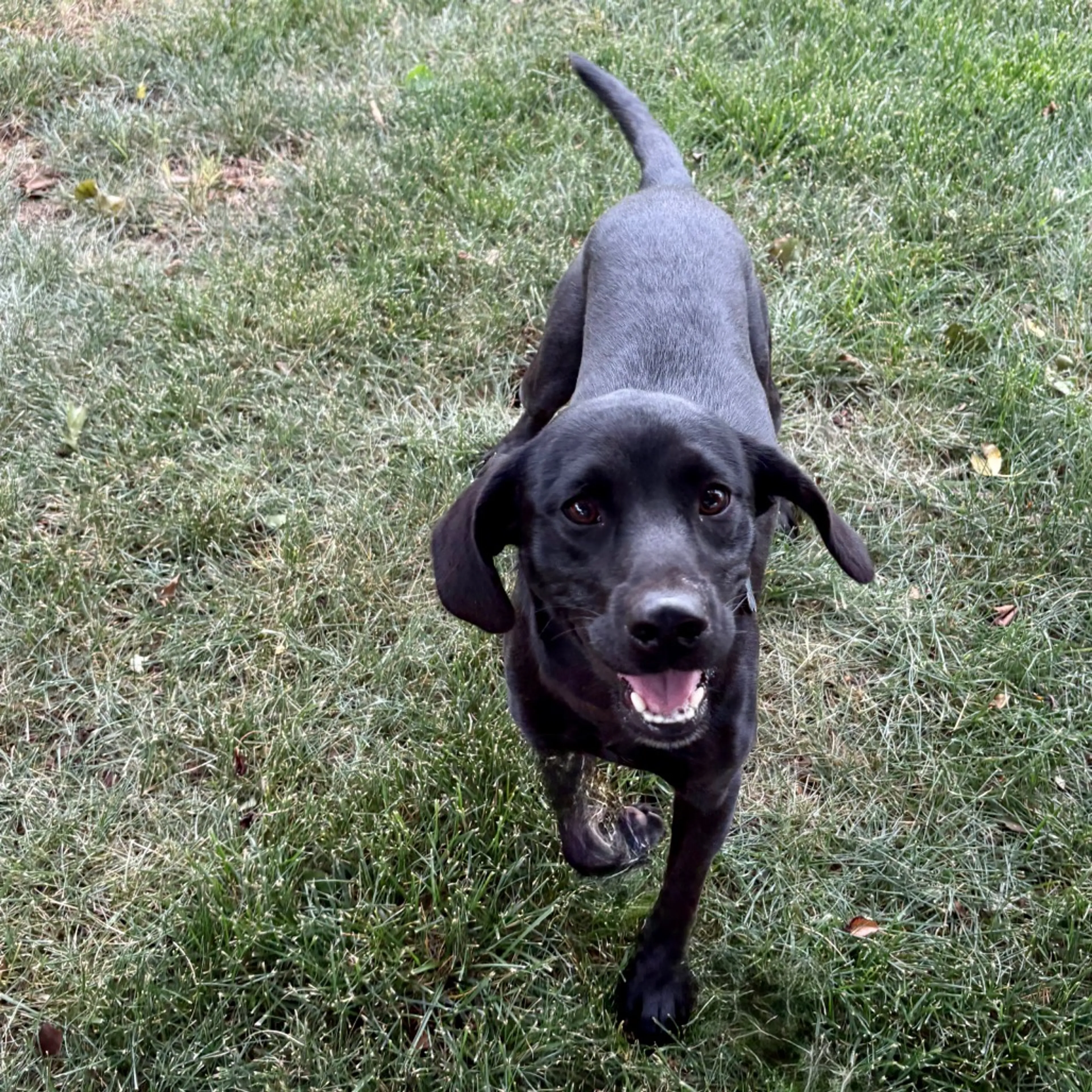 Found pet-17