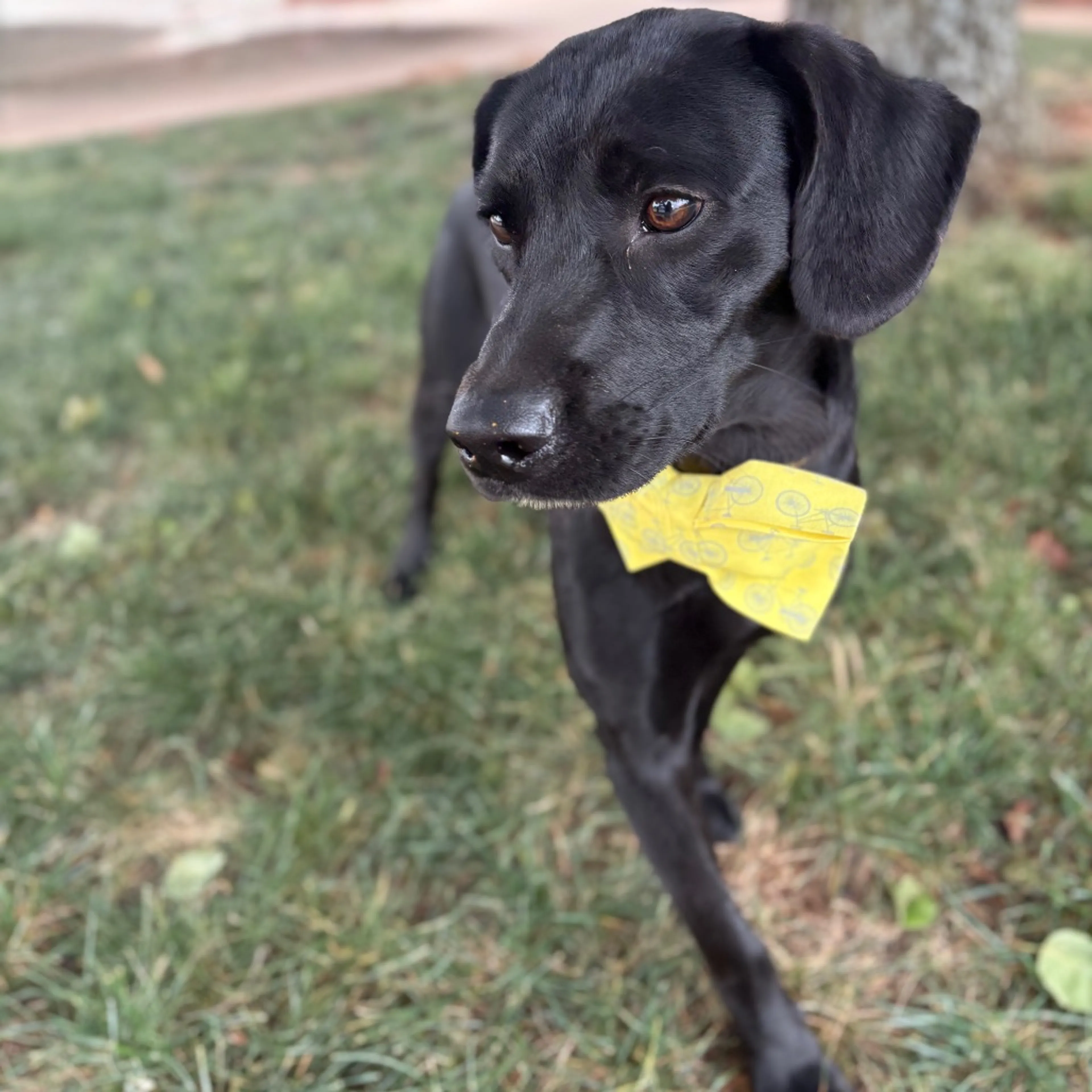 Found pet-2