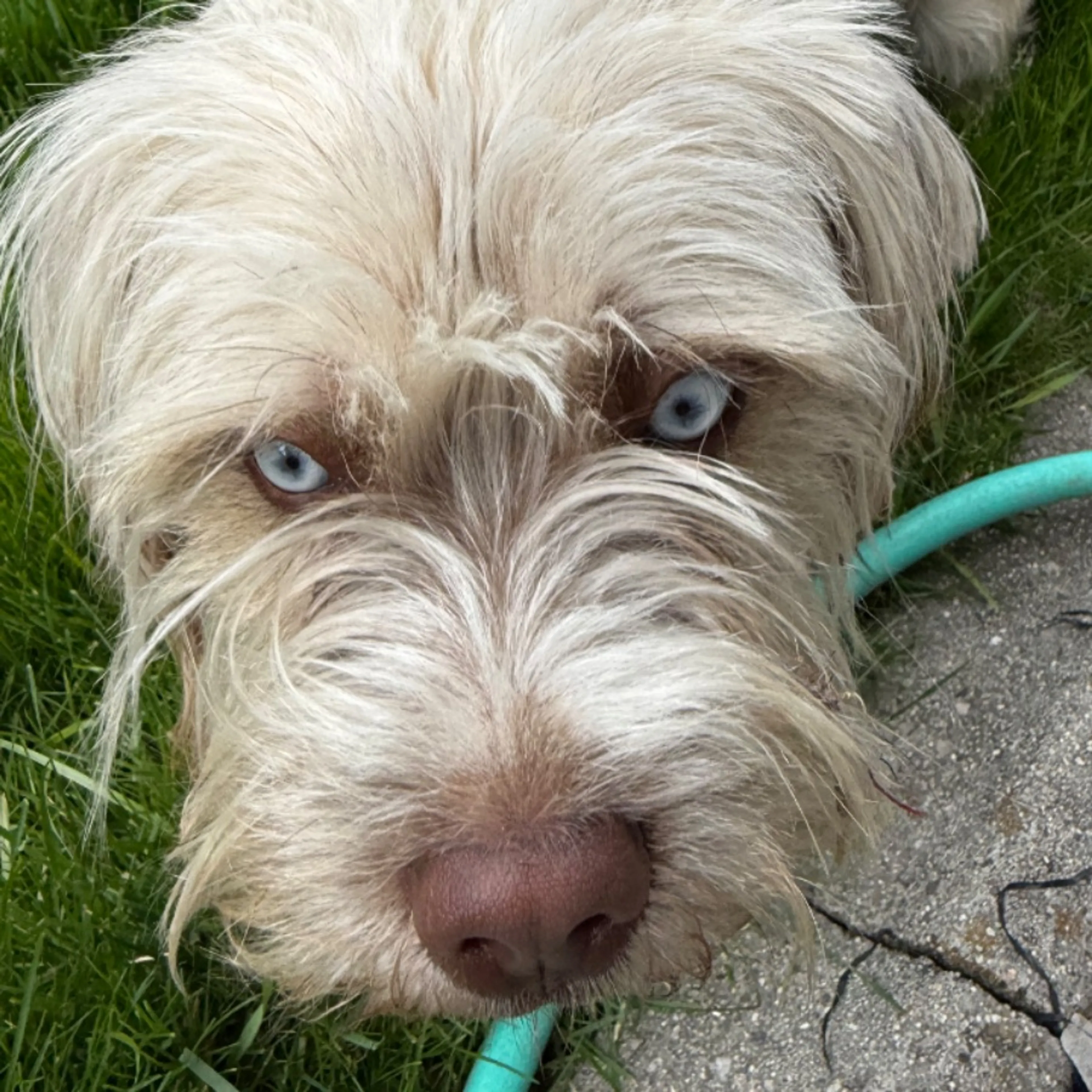 Found pet