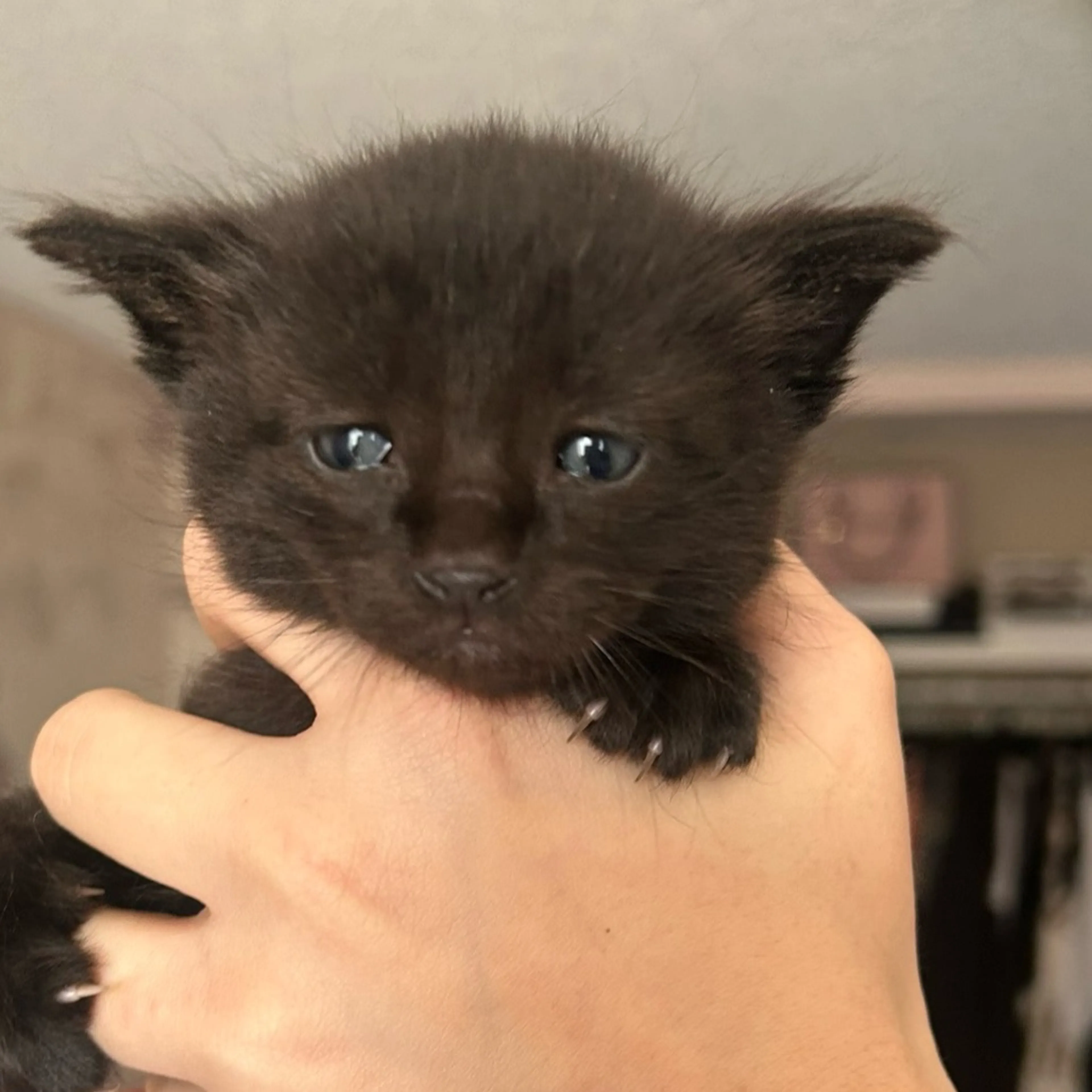 Found pet