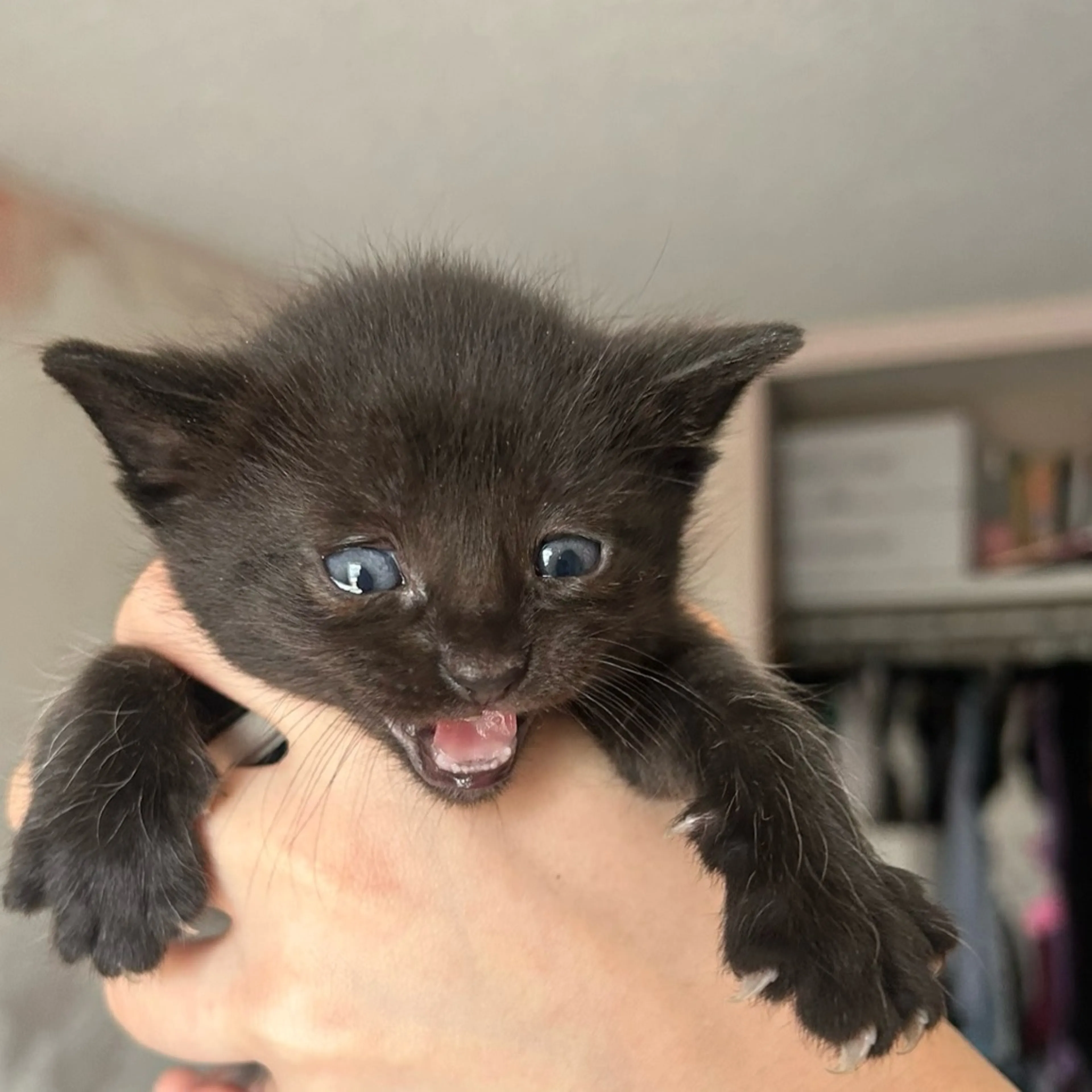 Found pet
