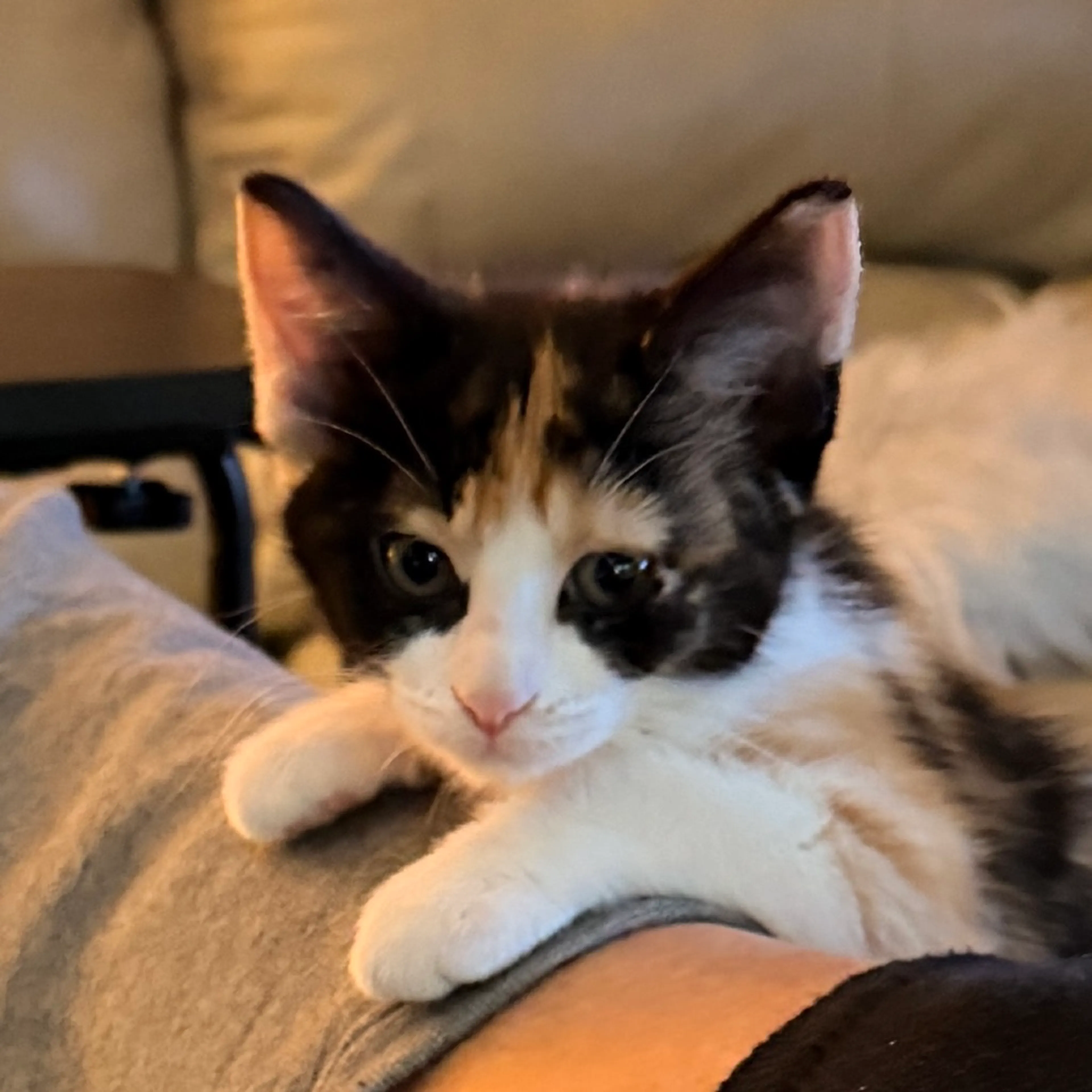 Found pet