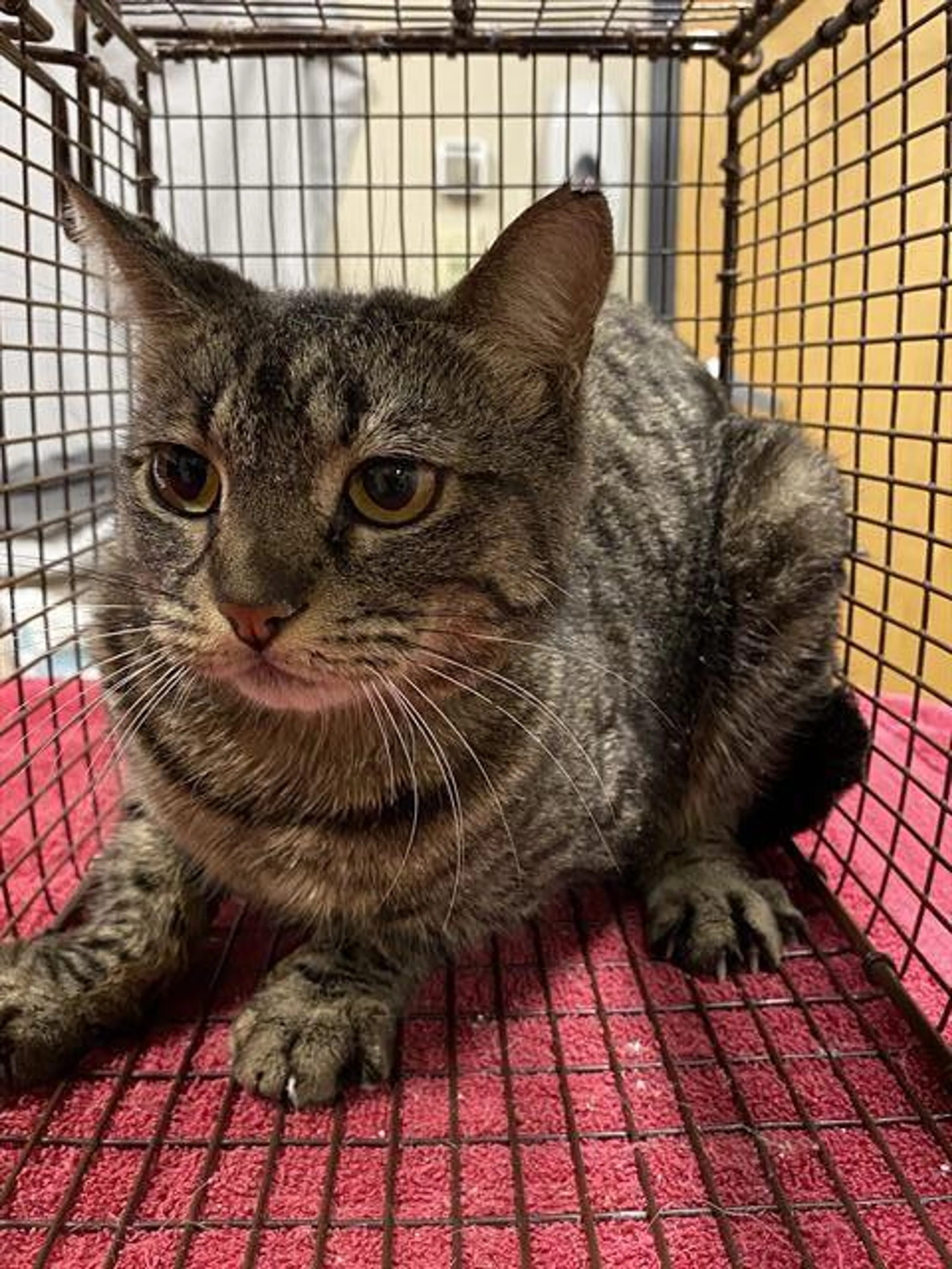 Found pet