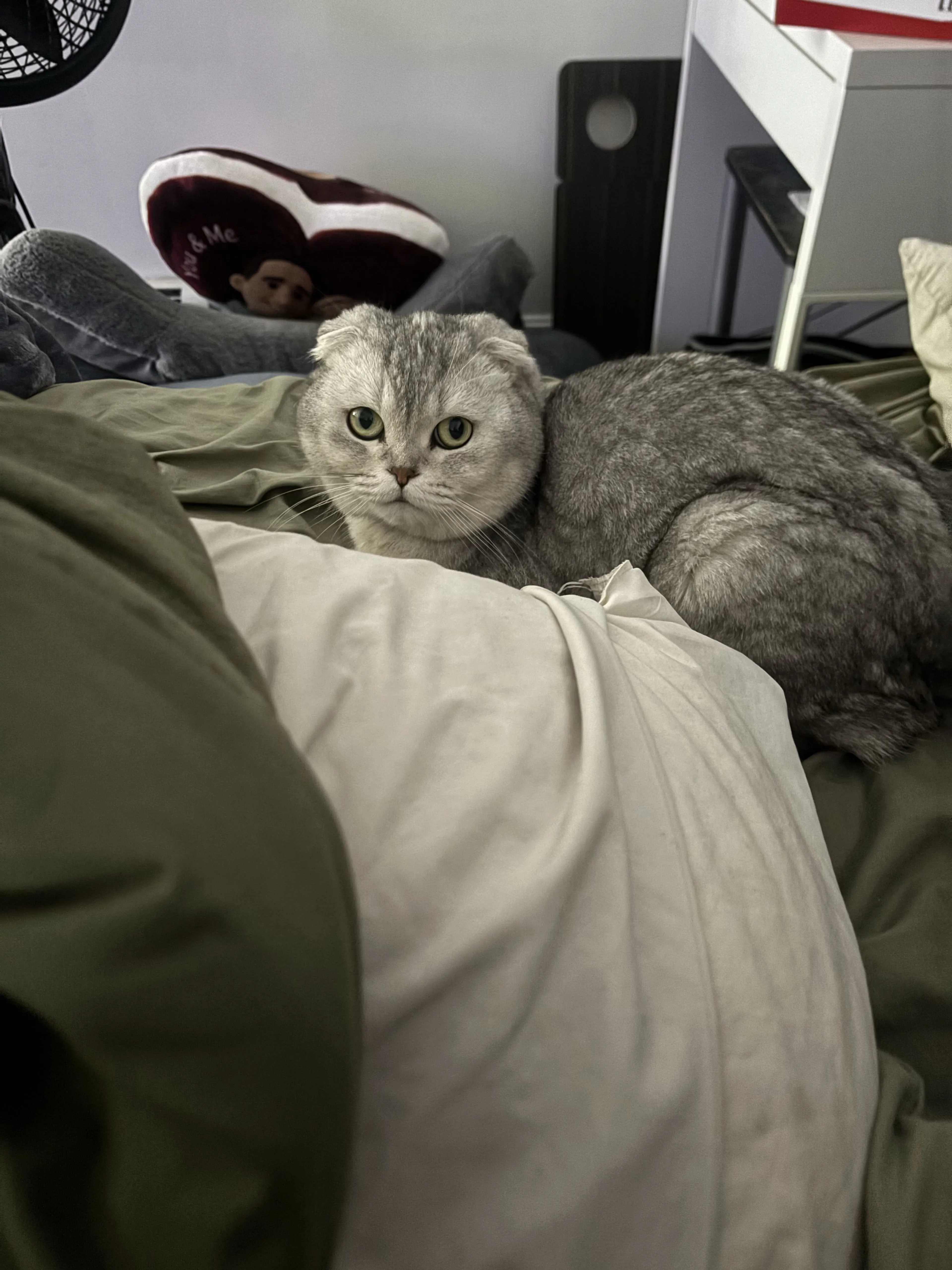 Lost pet