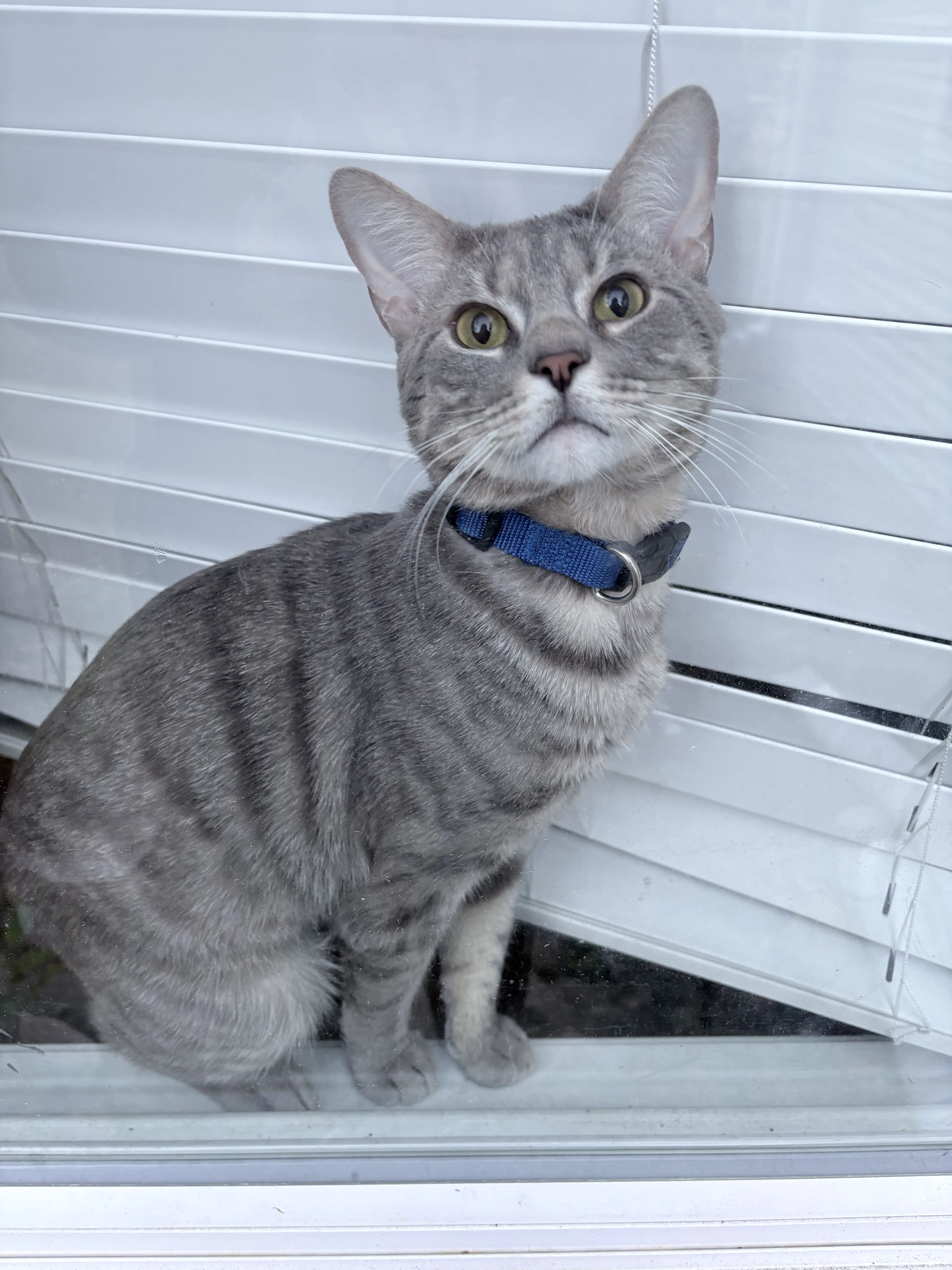 Lost pet