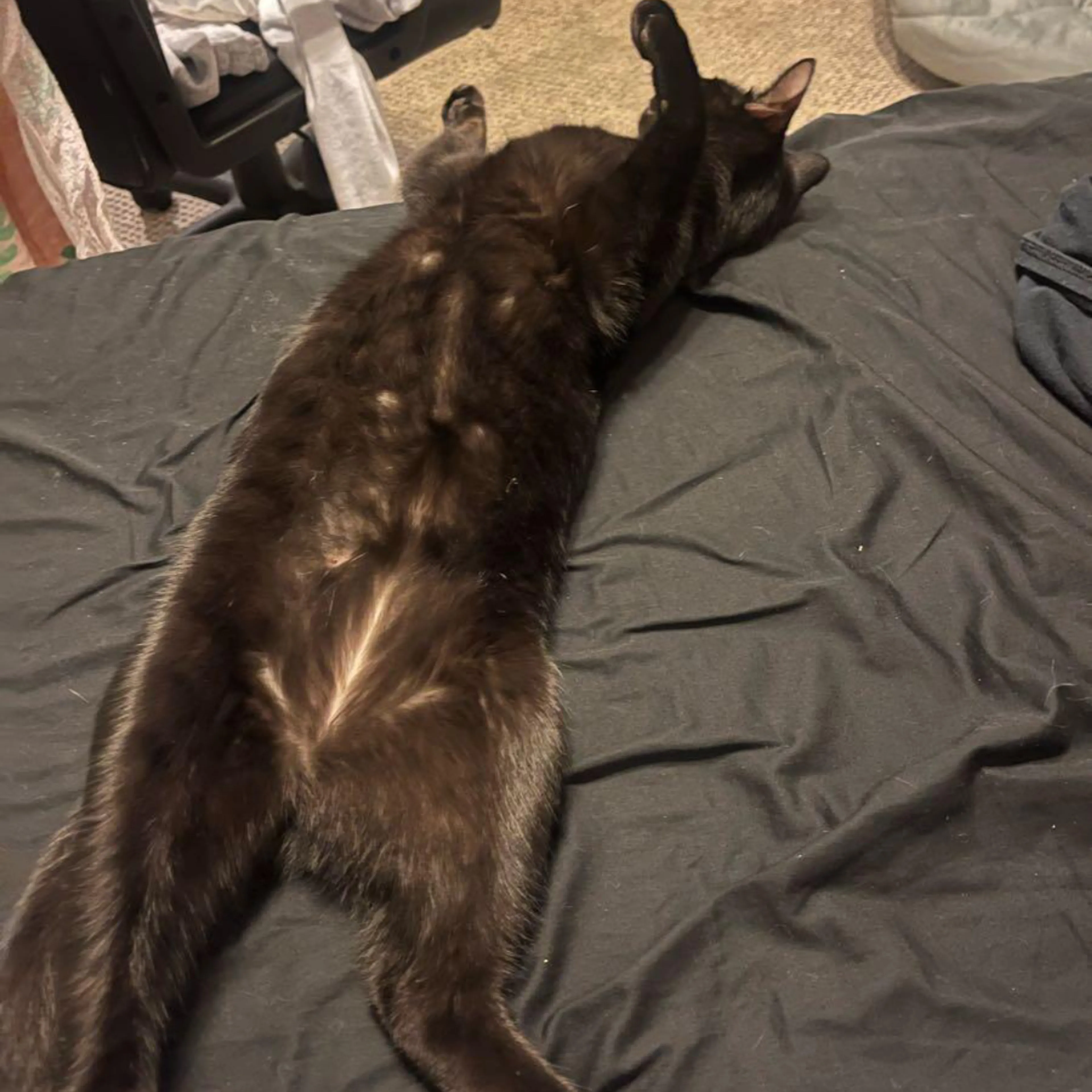Lost pet-3