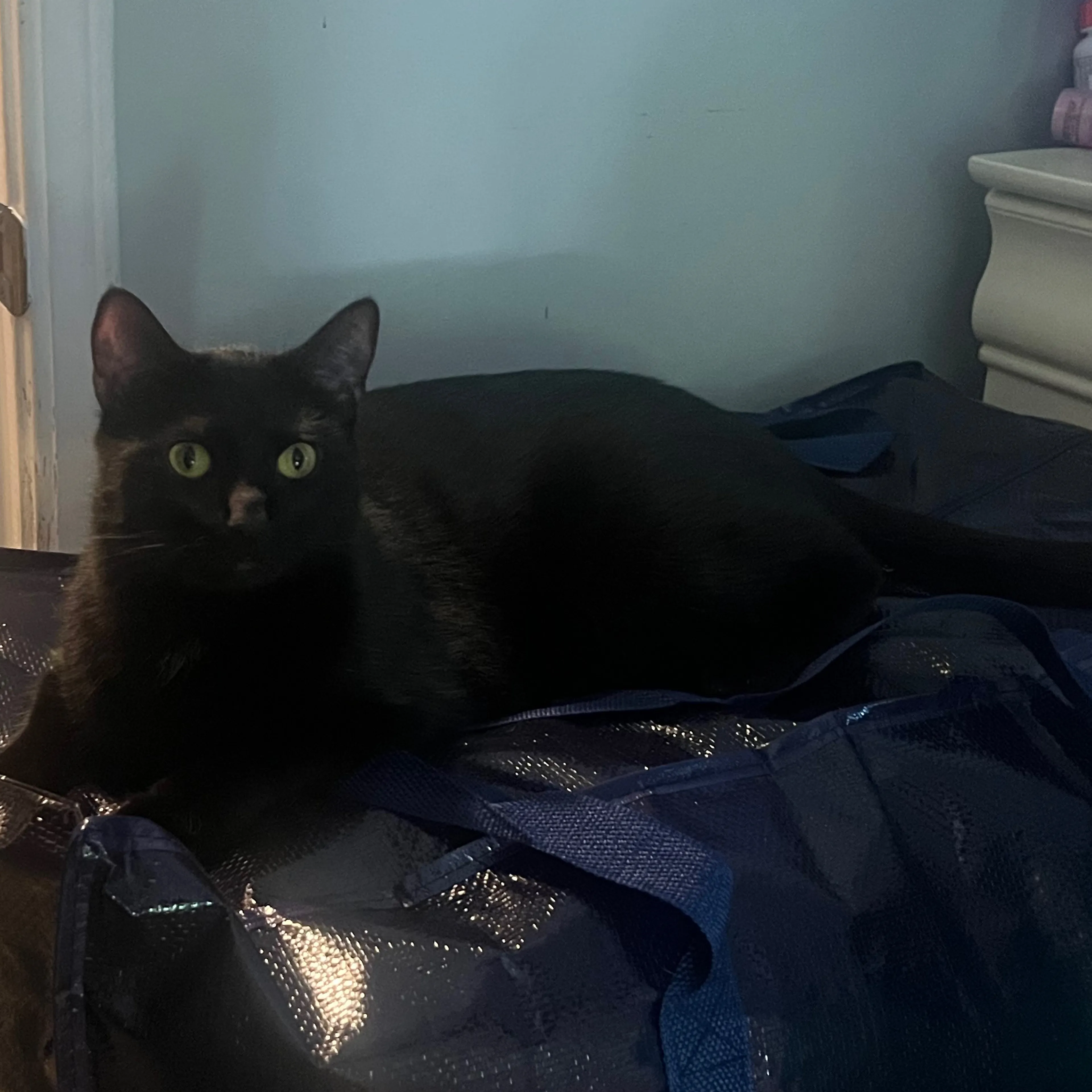 Lost pet-1