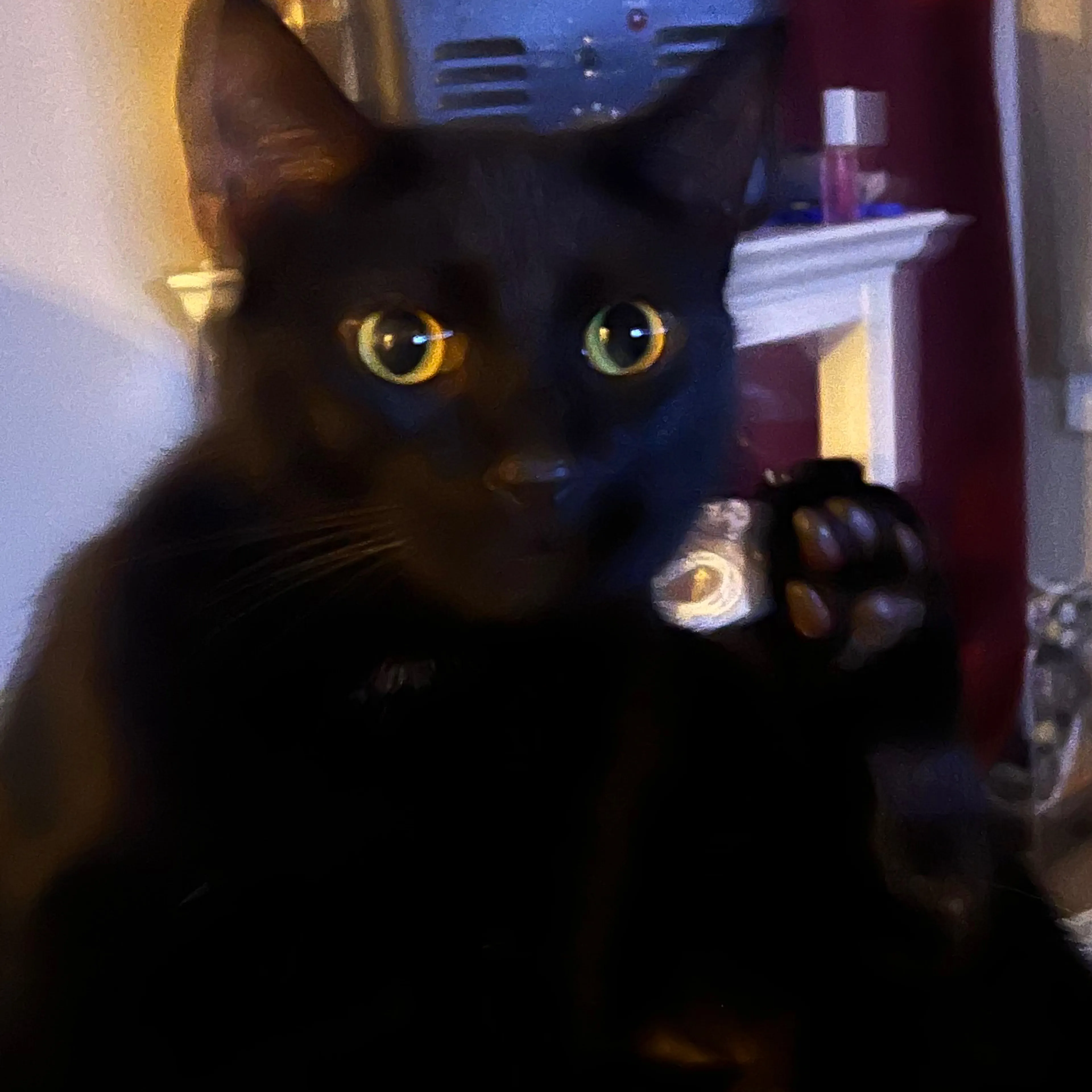 Lost pet-2