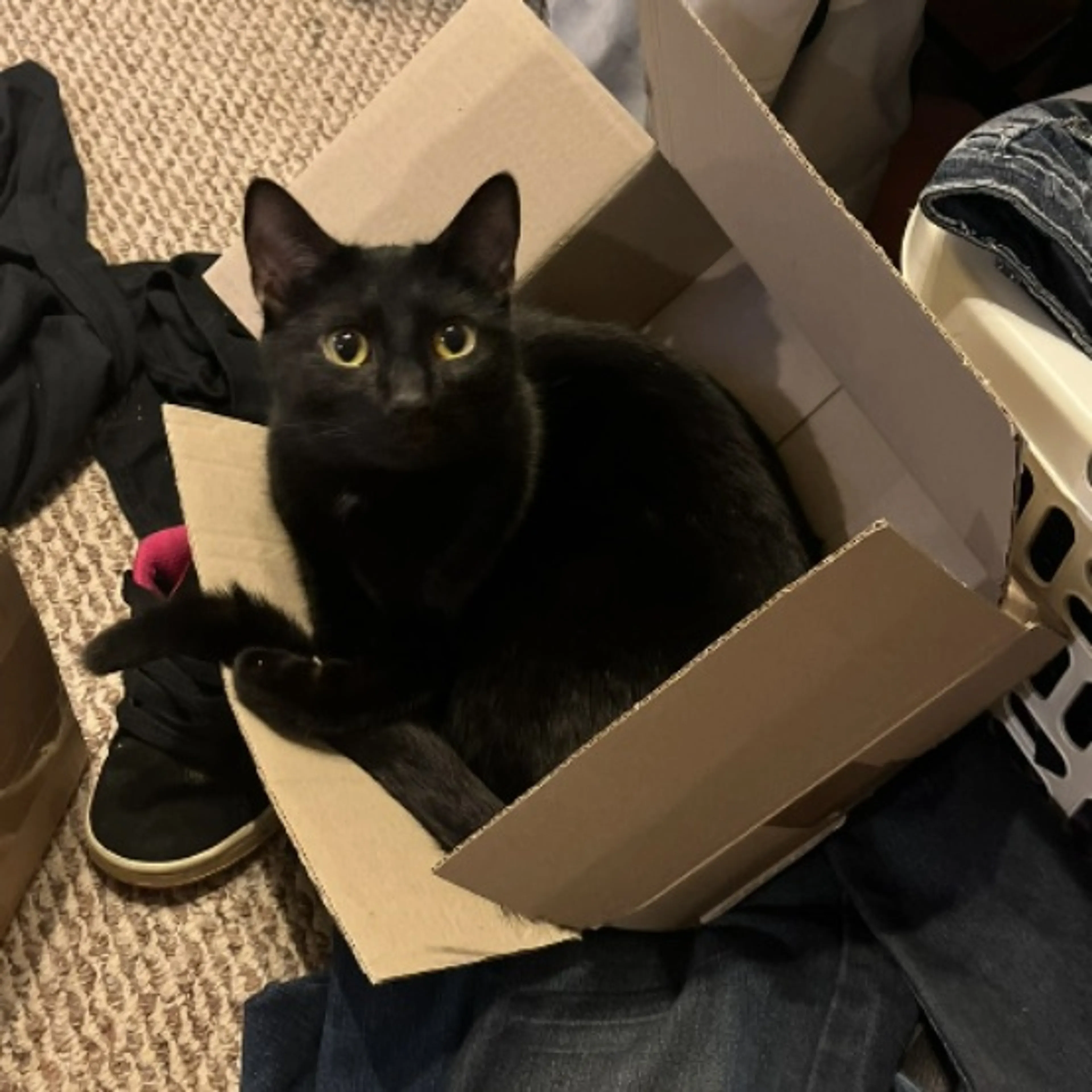 Lost pet-0