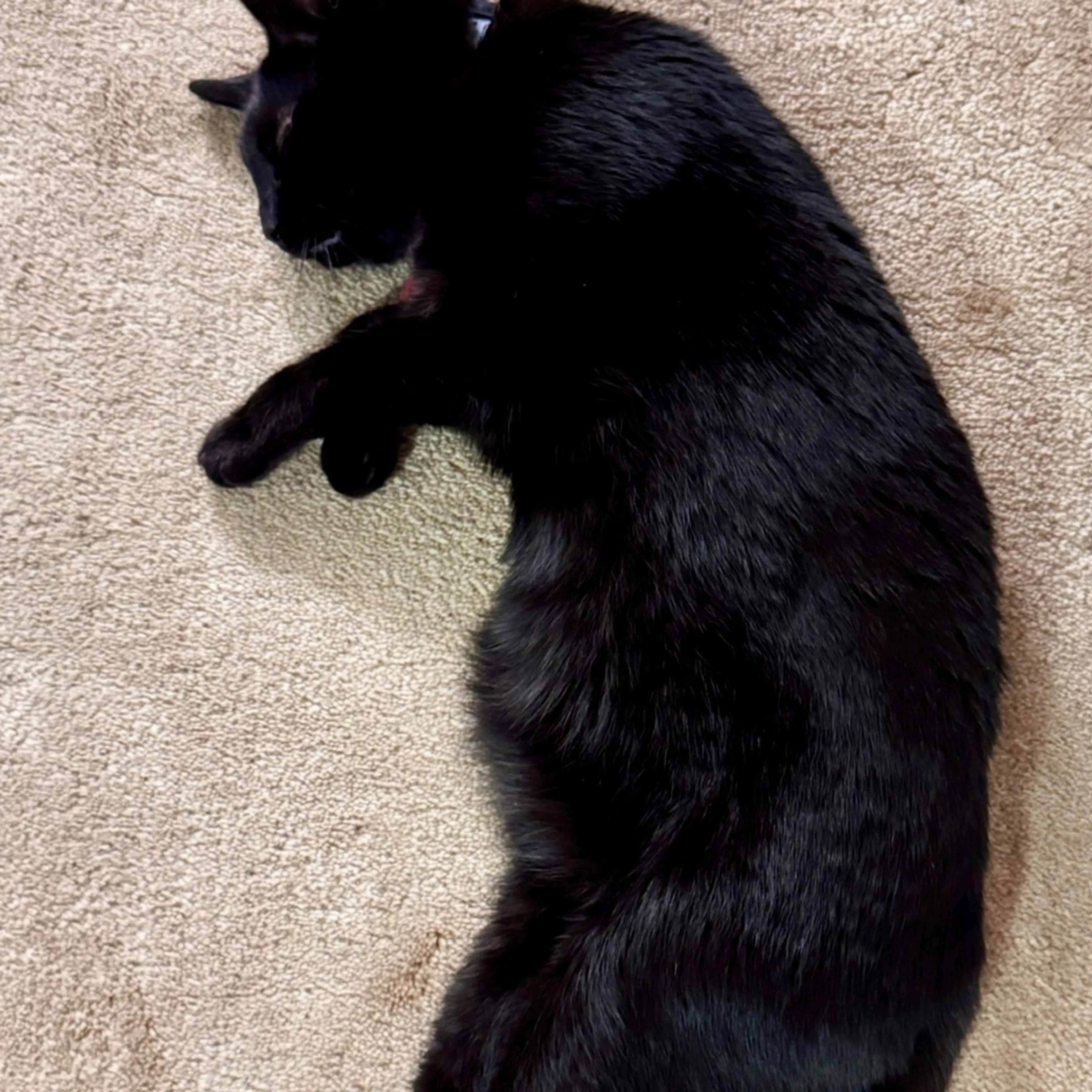 Lost pet-1