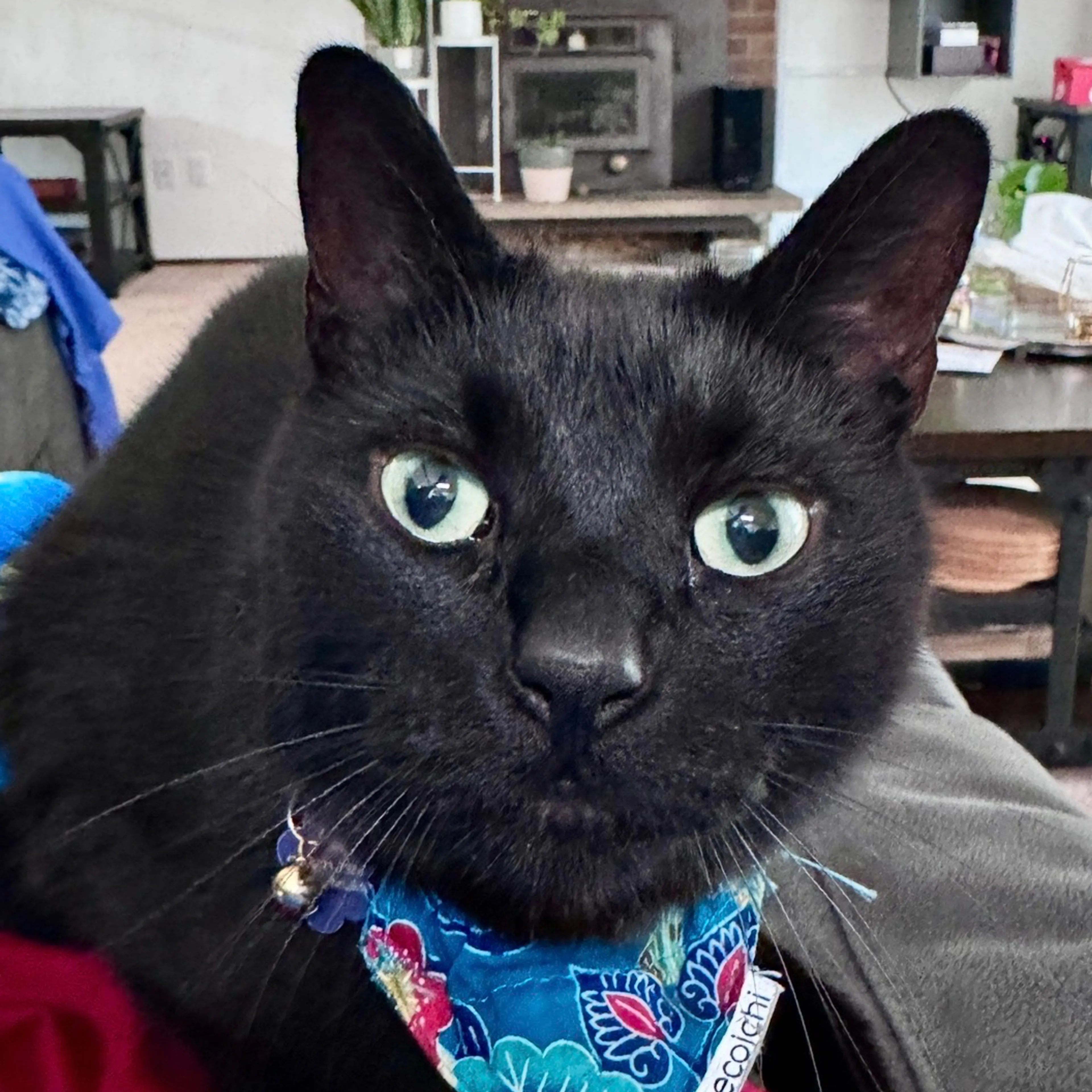 Lost pet-2