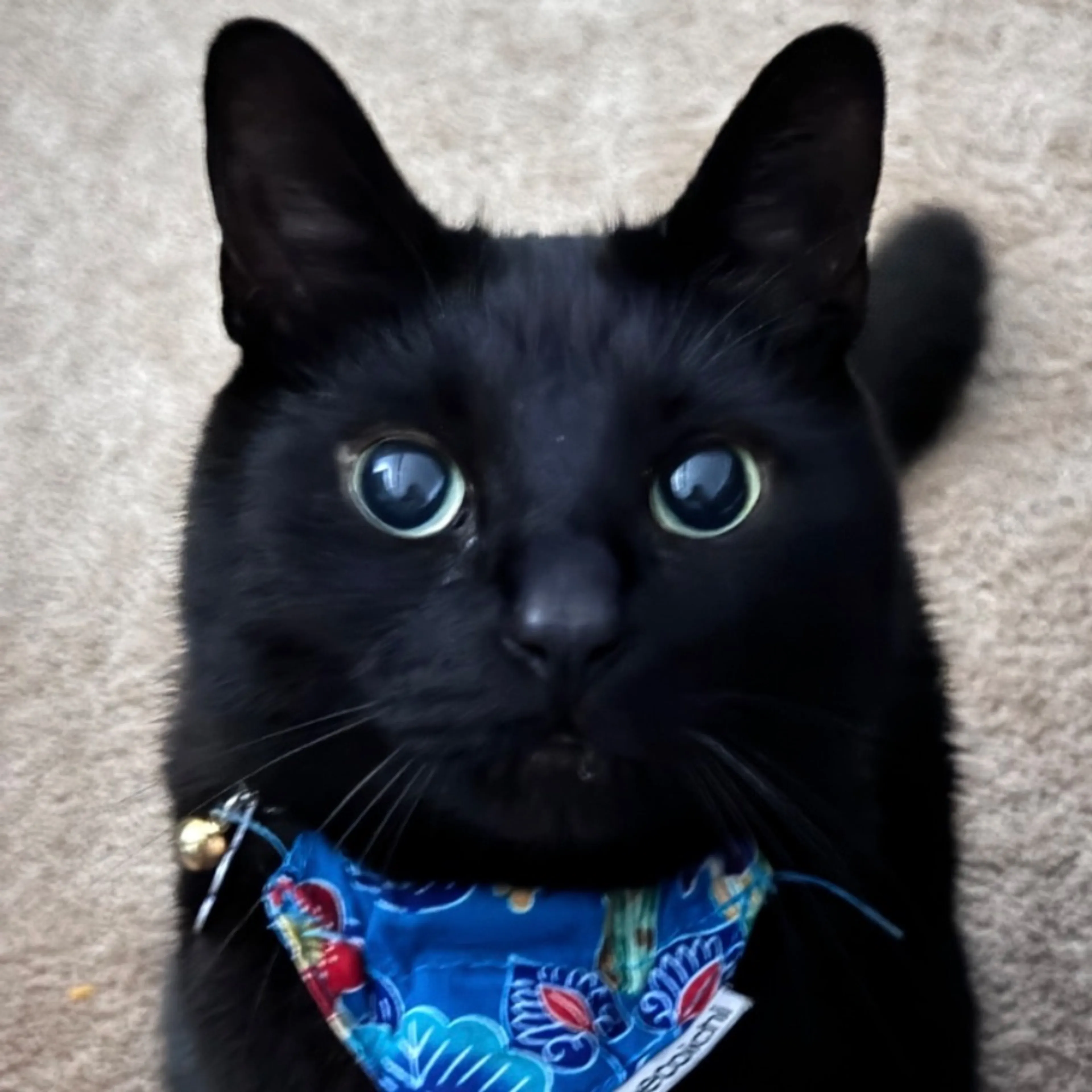 Lost pet-0