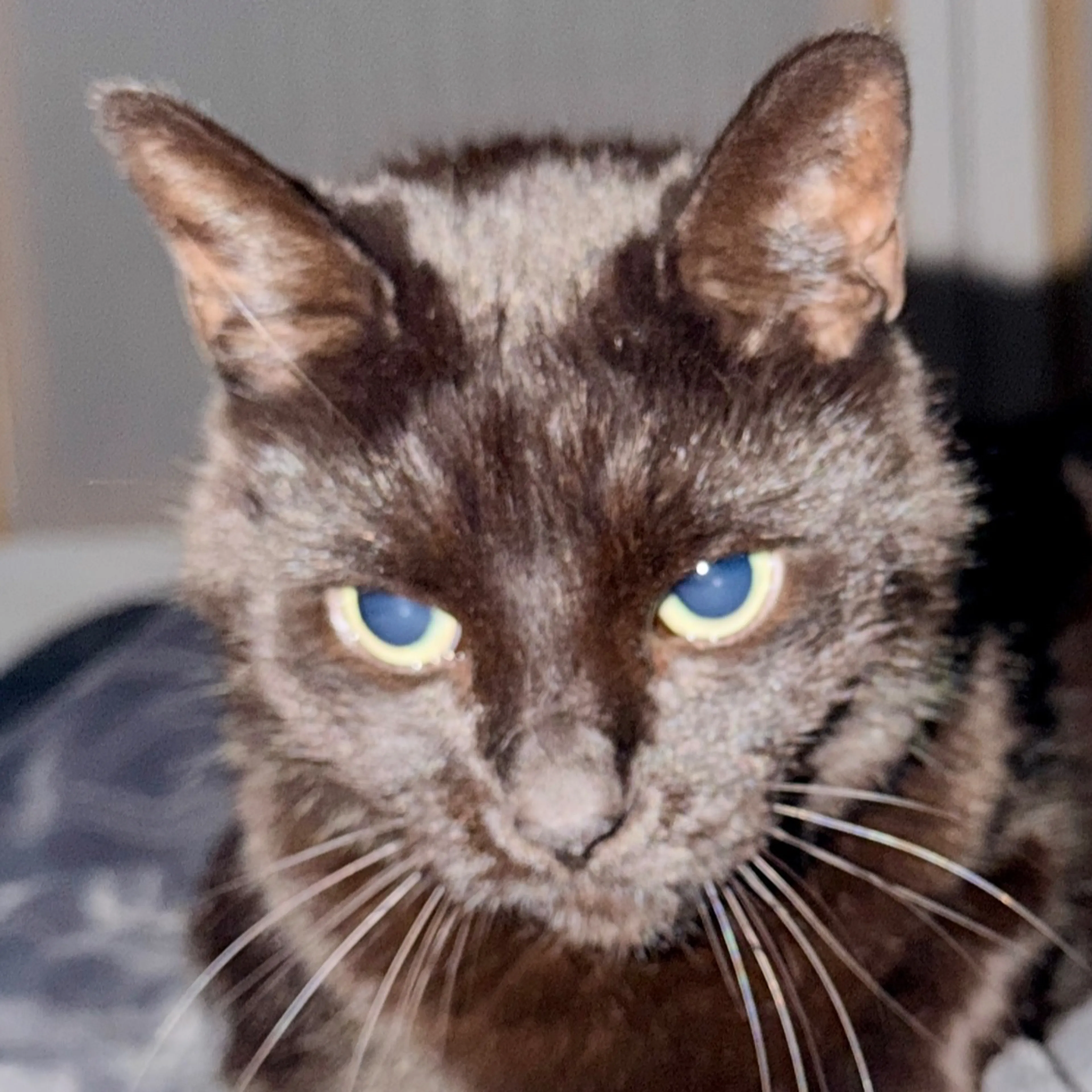 Lost pet-3