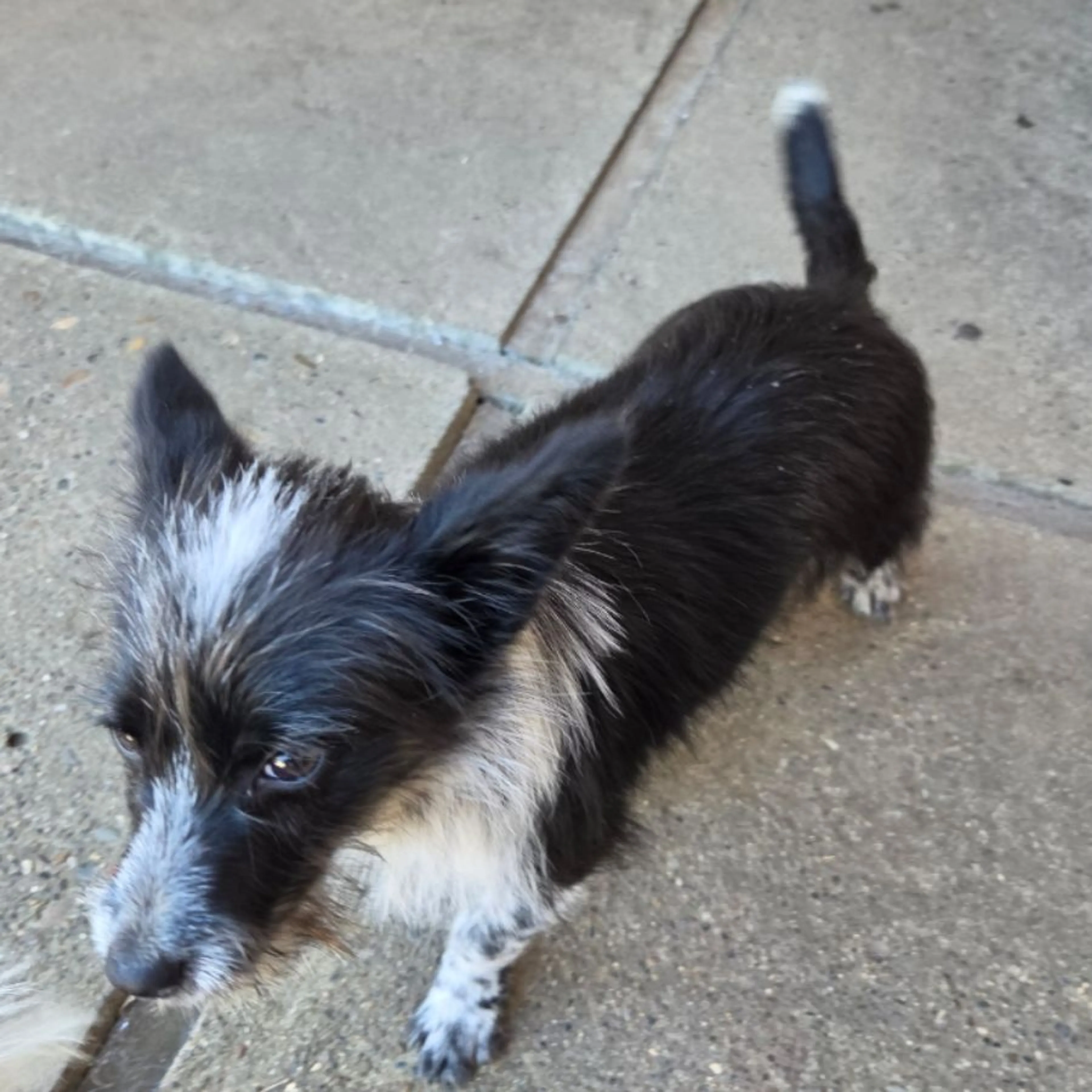 Found pet