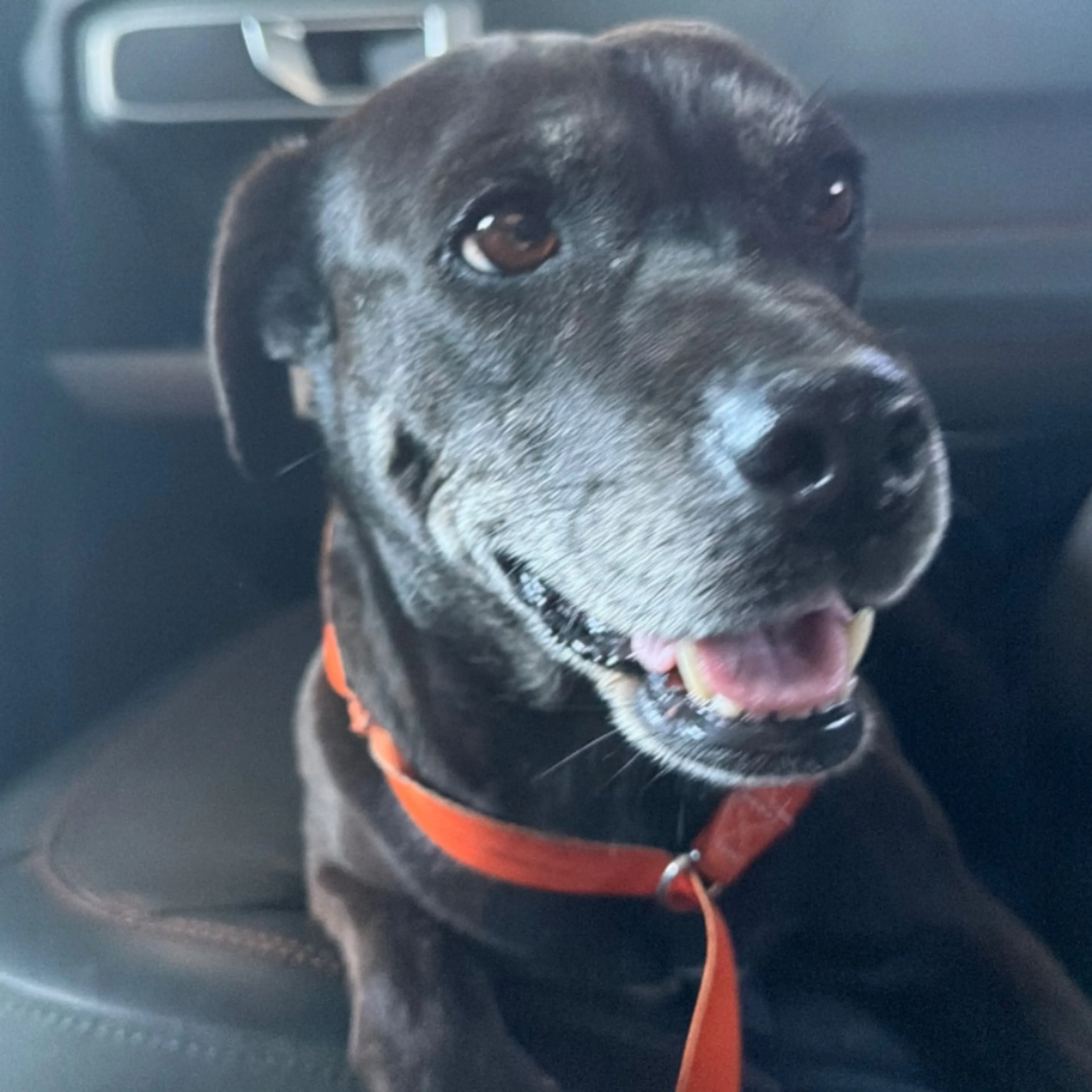 Found pet