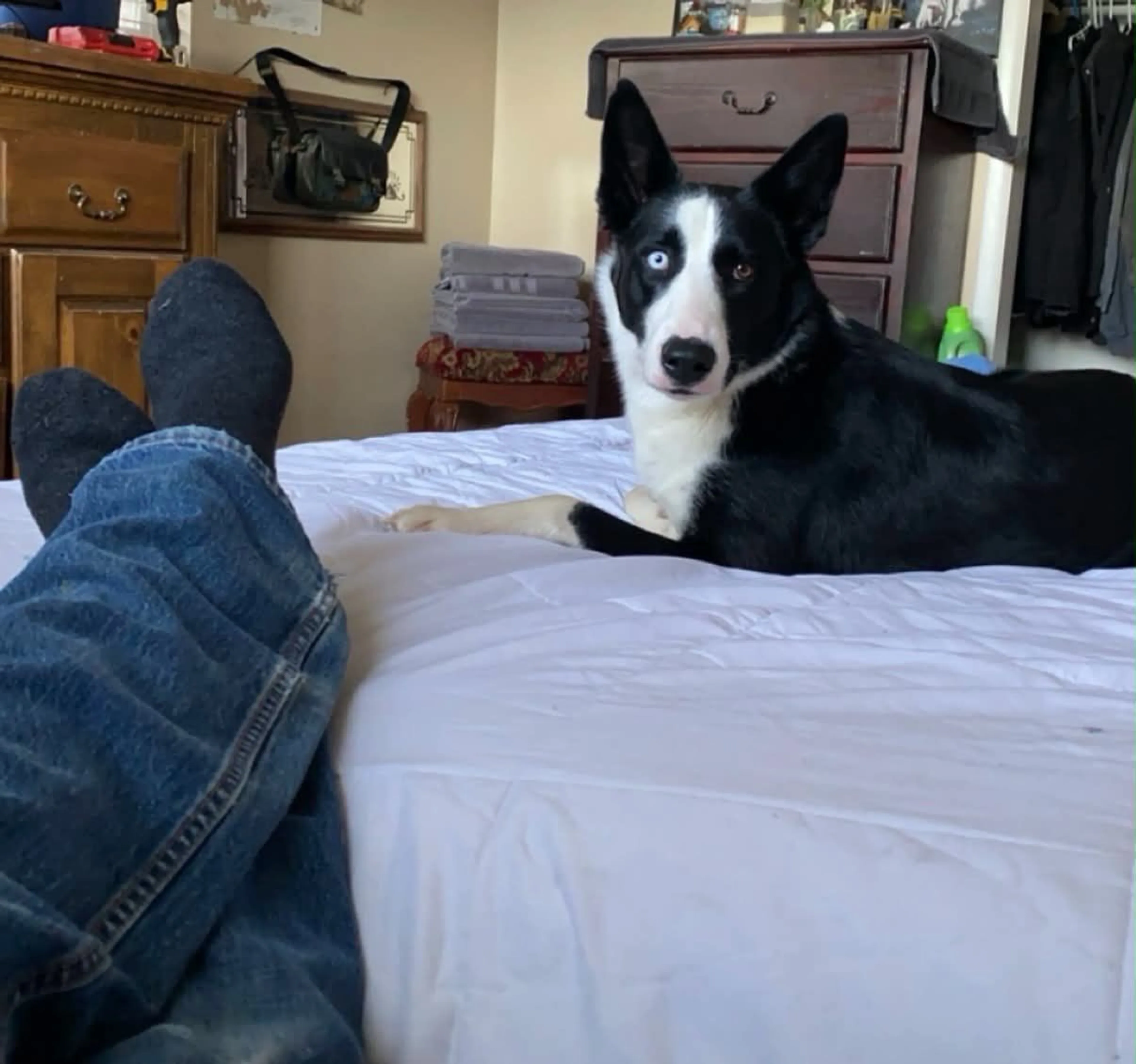 Lost pet