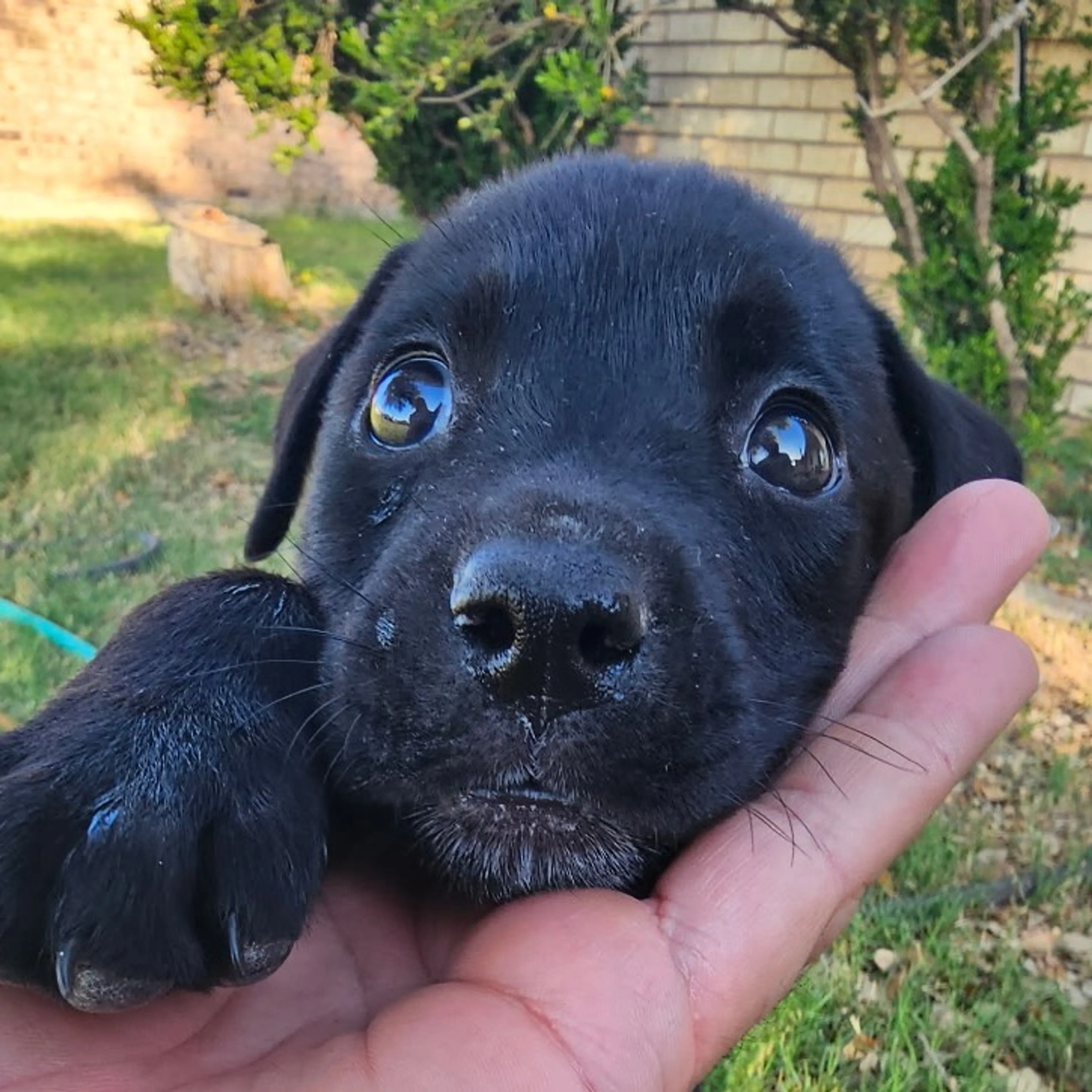 Found pet-0