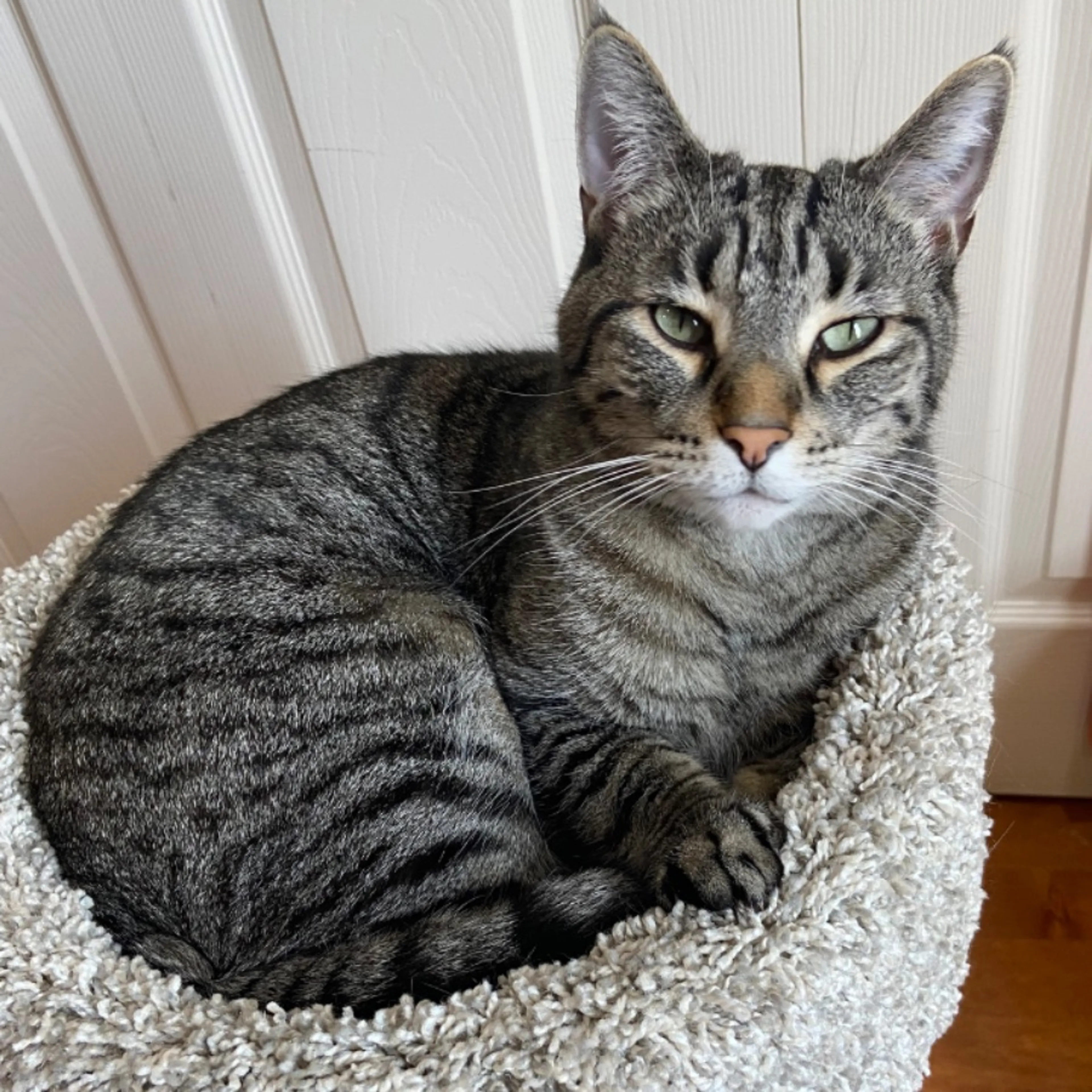 Lost pet
