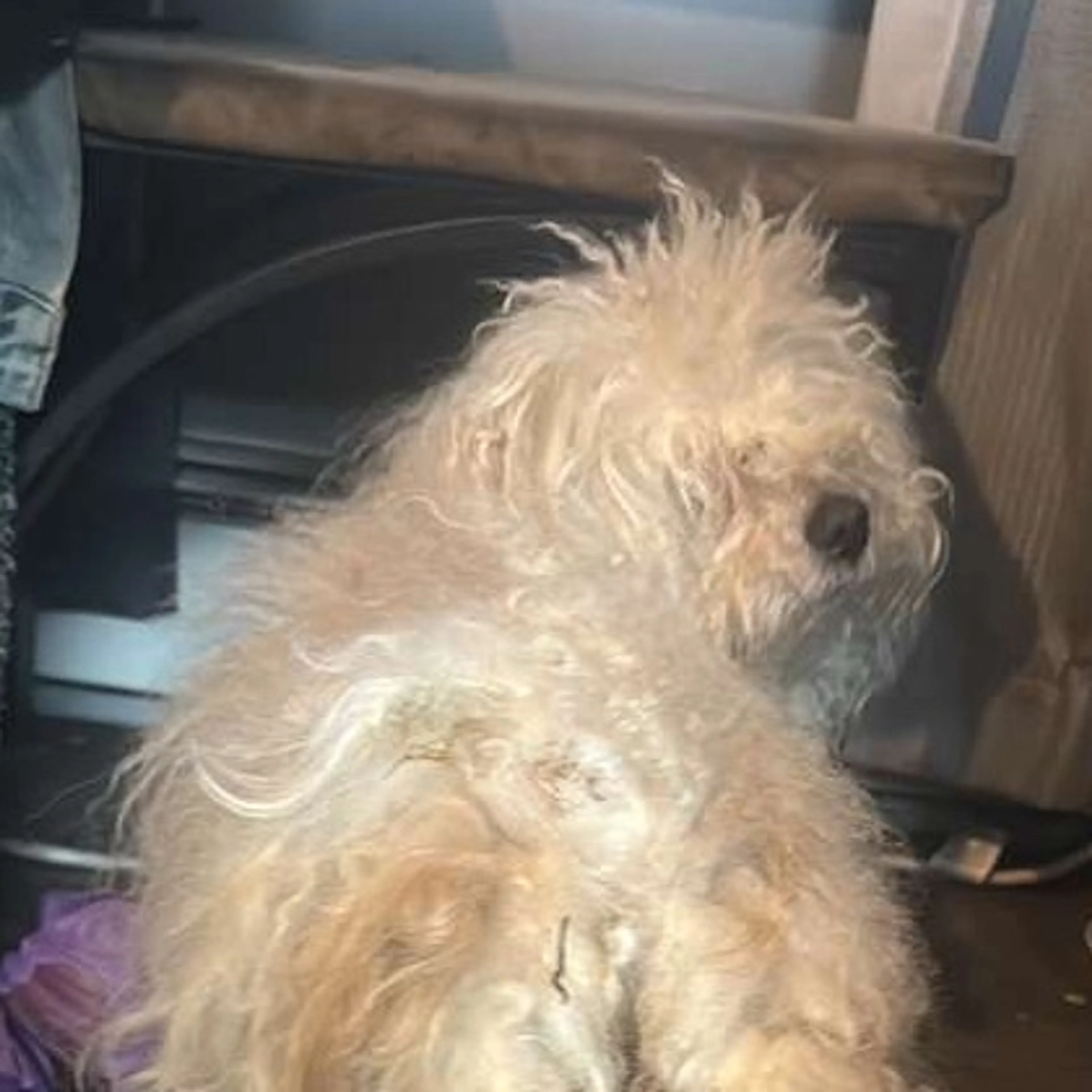 Lost pet