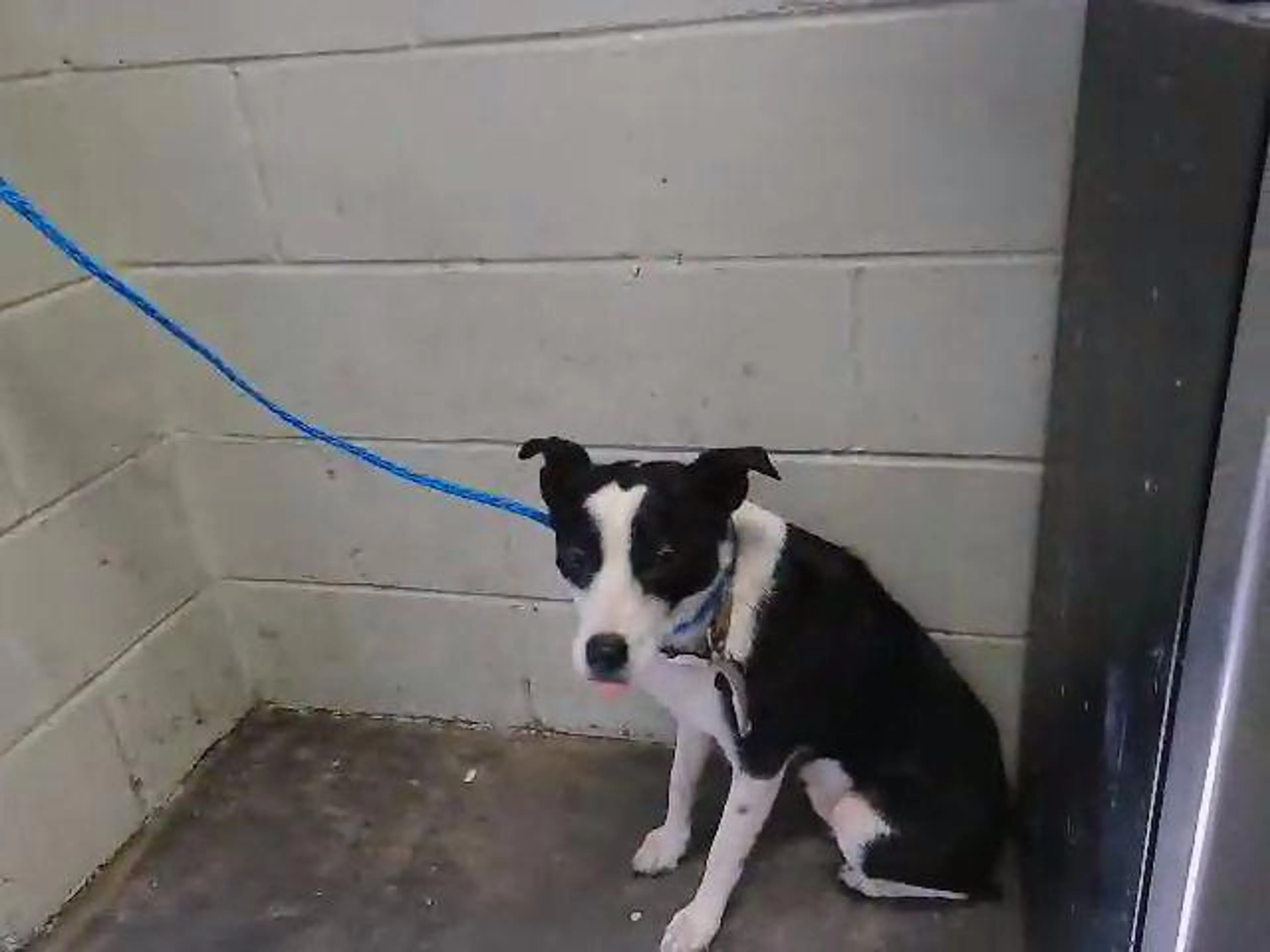 Found pet