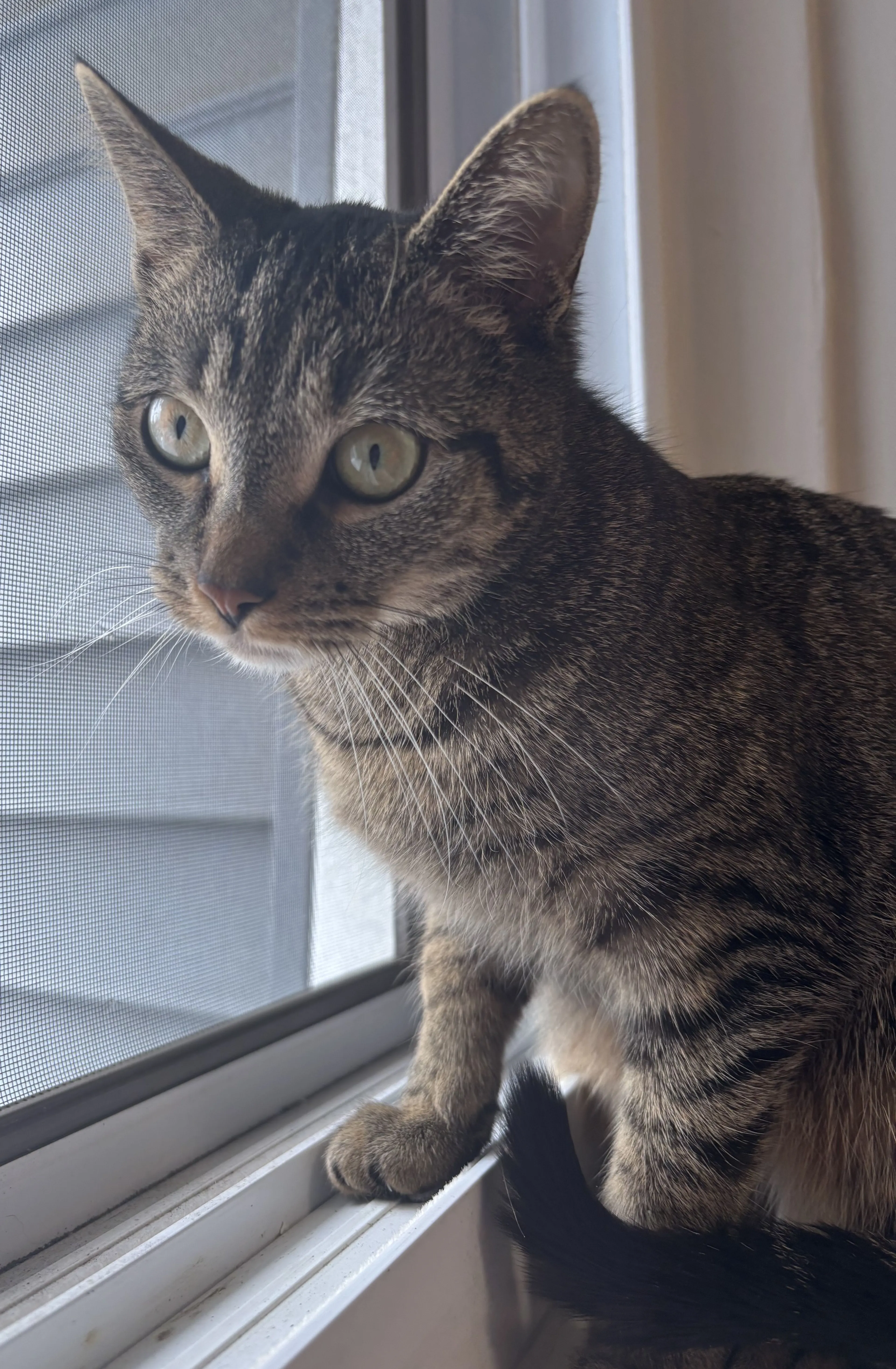 Lost pet-1