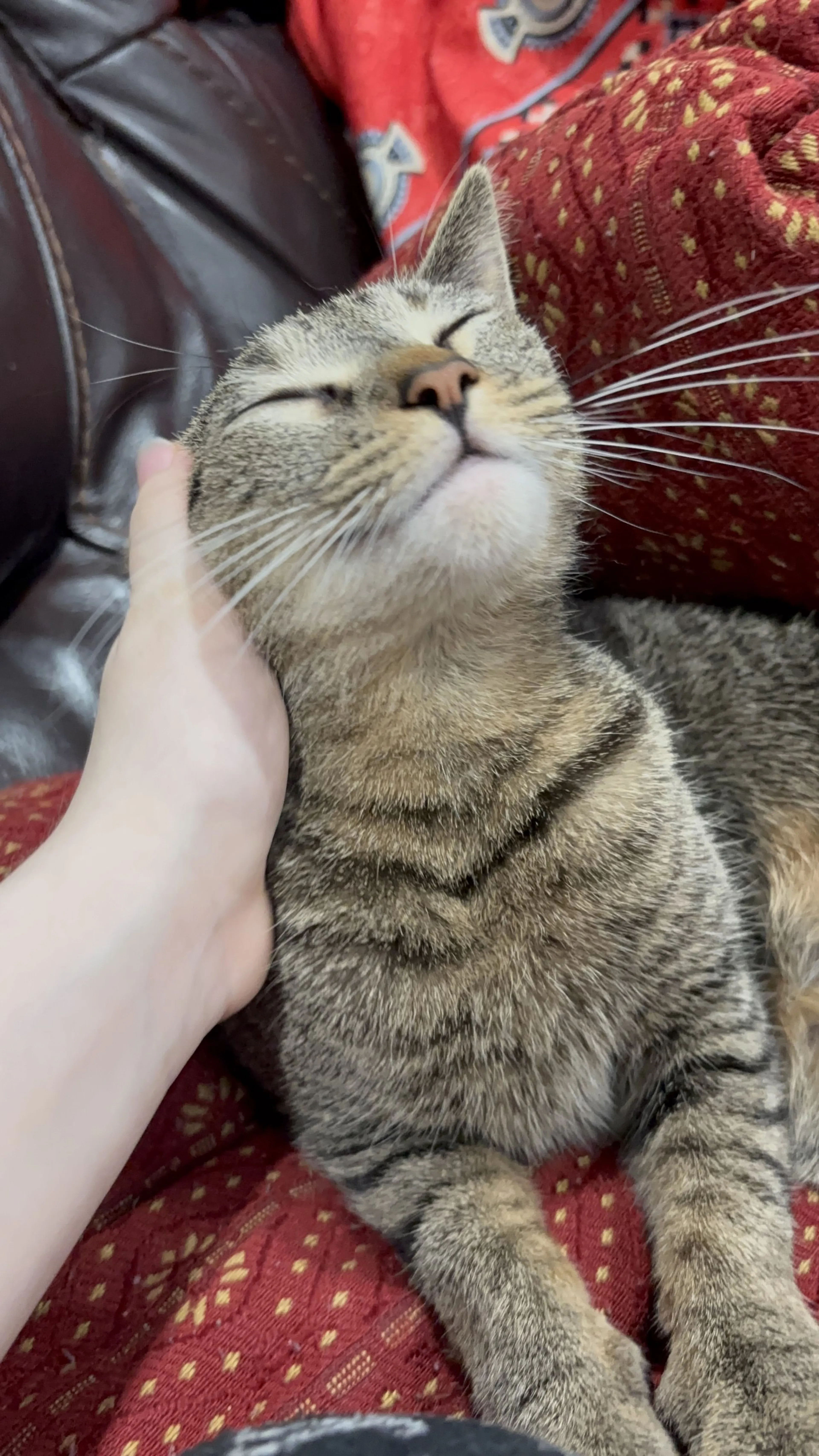 Lost pet-4