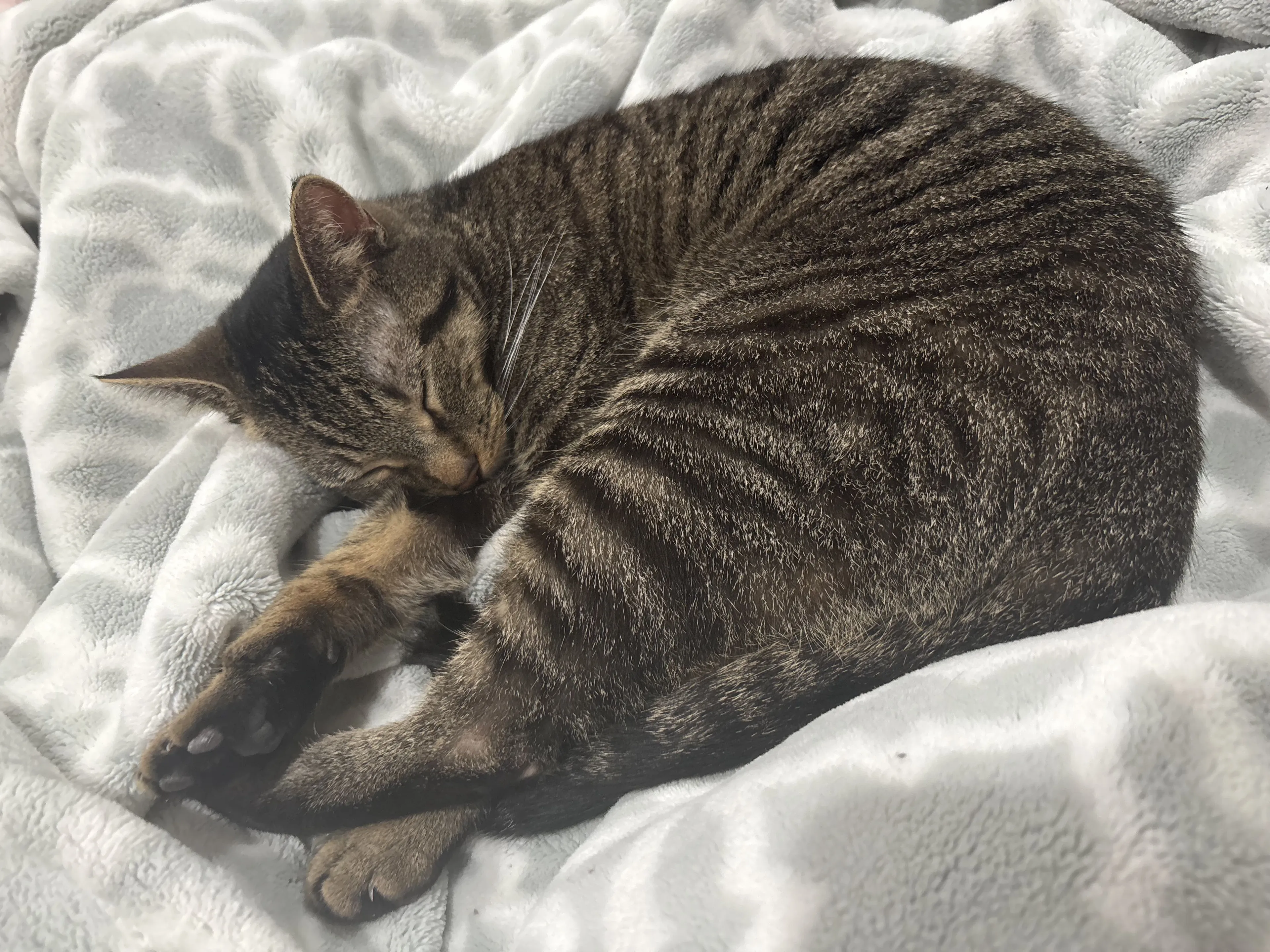 Lost pet-3