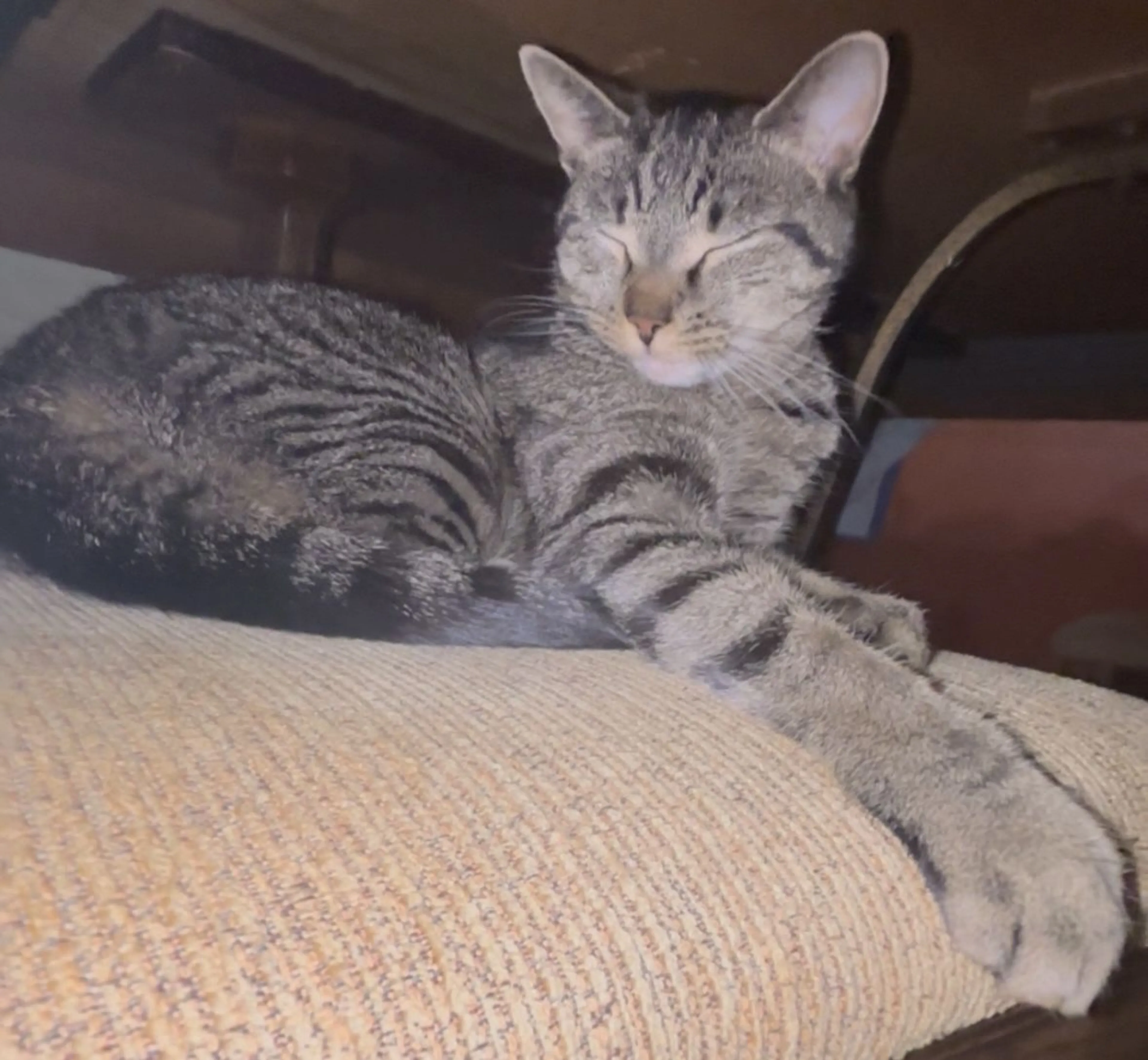 Lost pet-2
