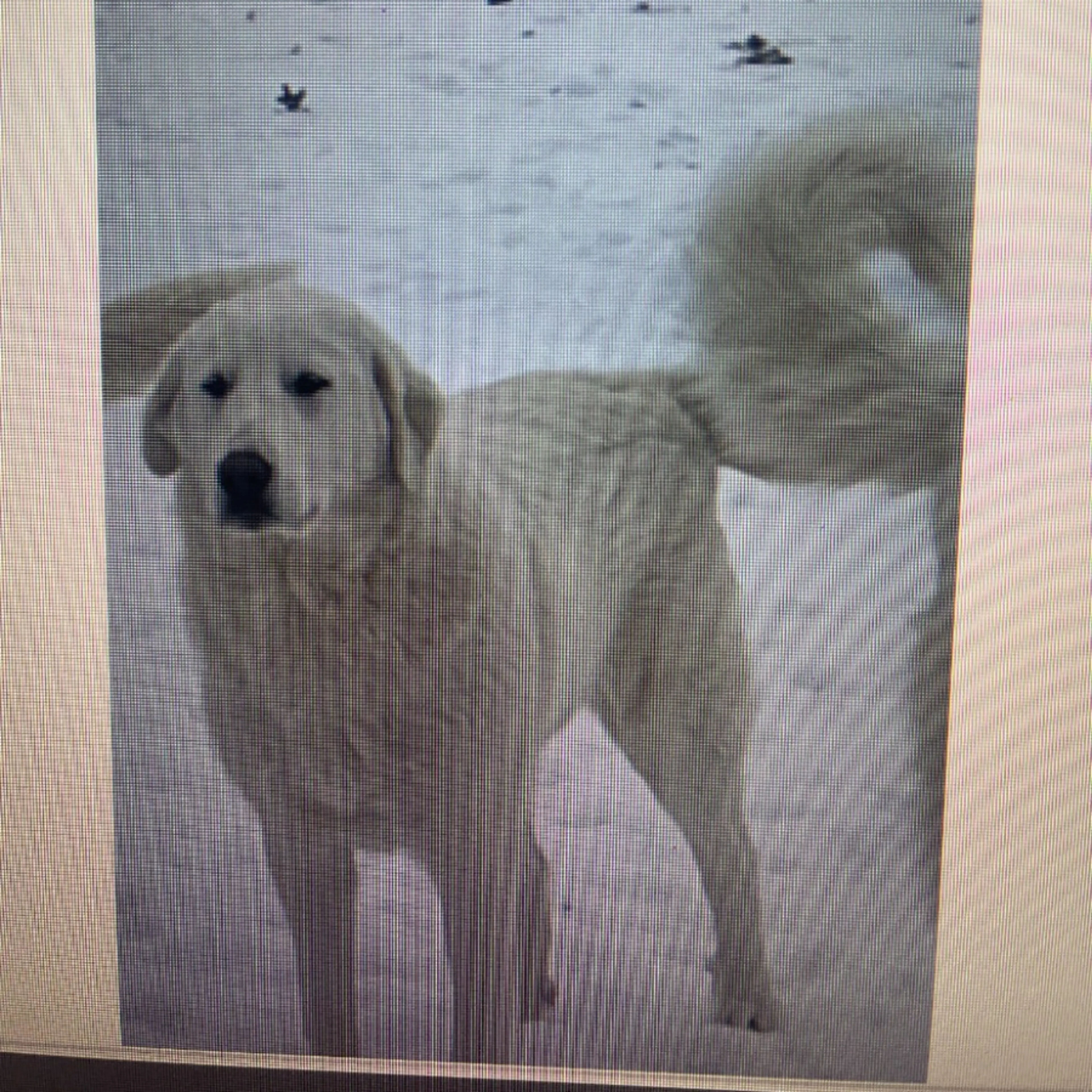 Lost pet