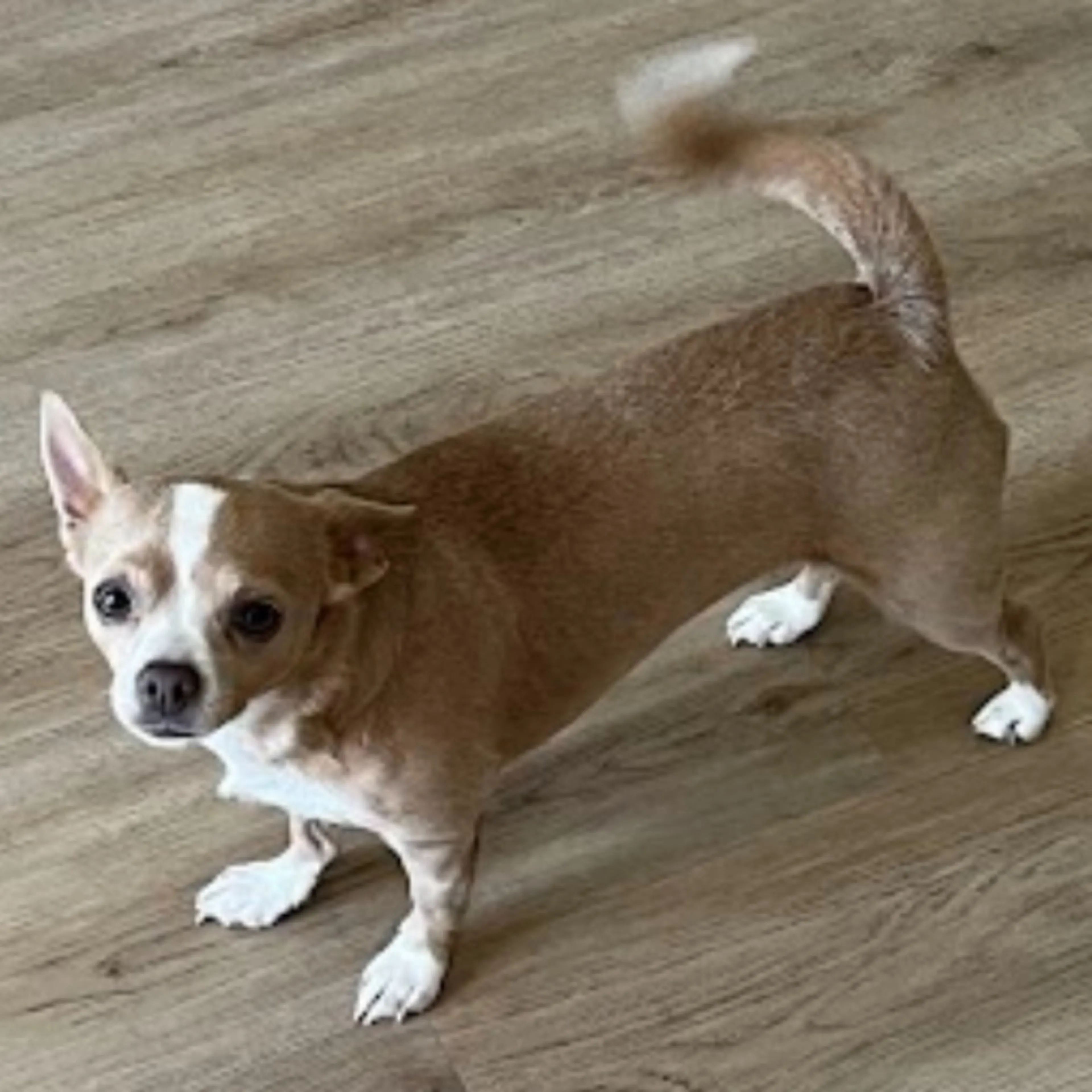 Lost pet