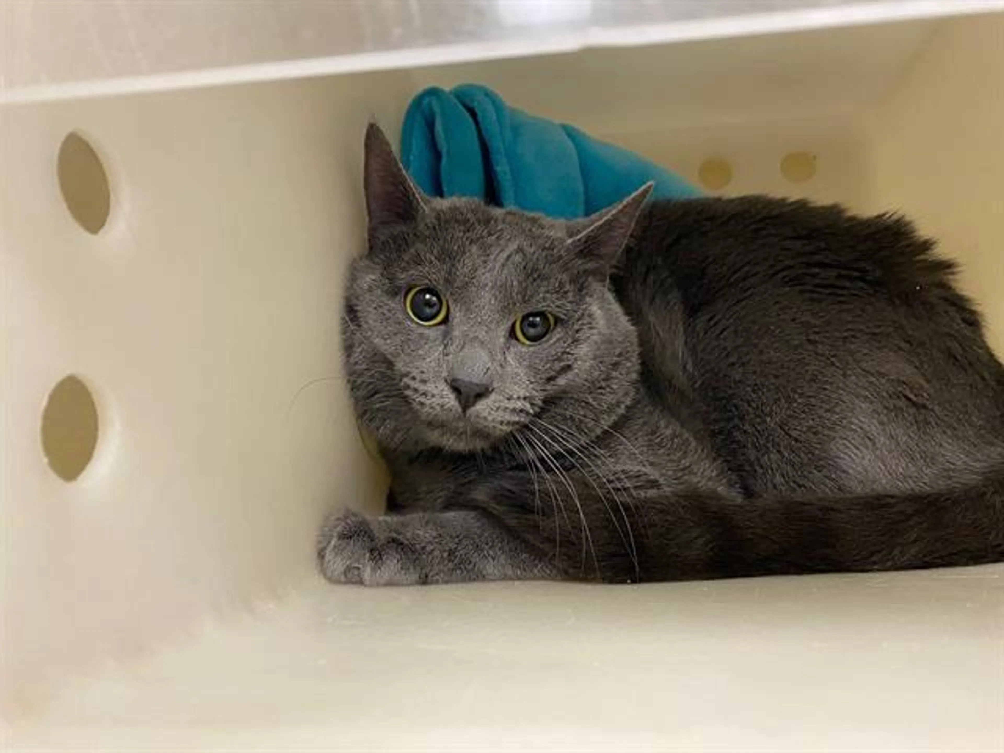 Found pet