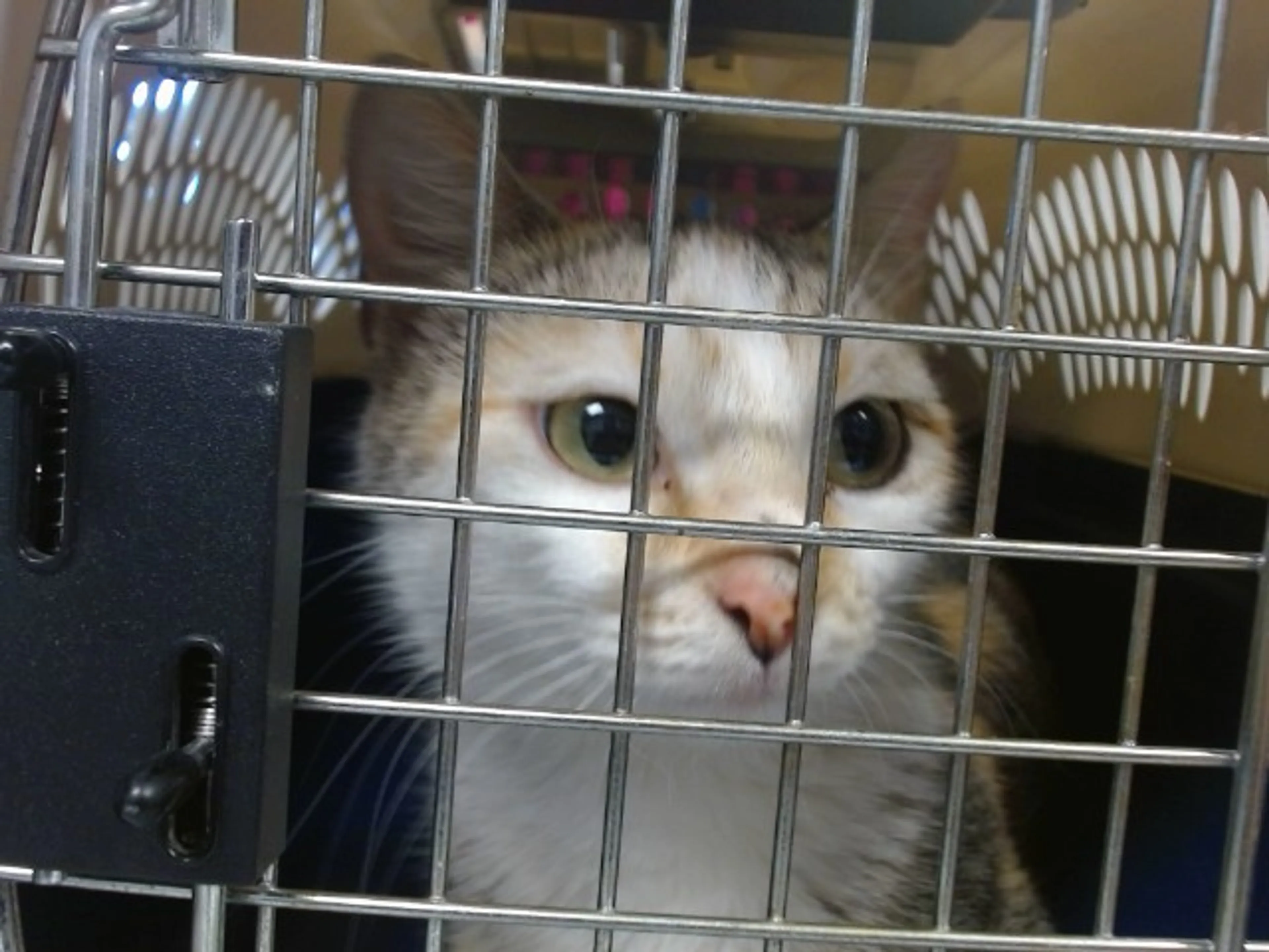 Found pet