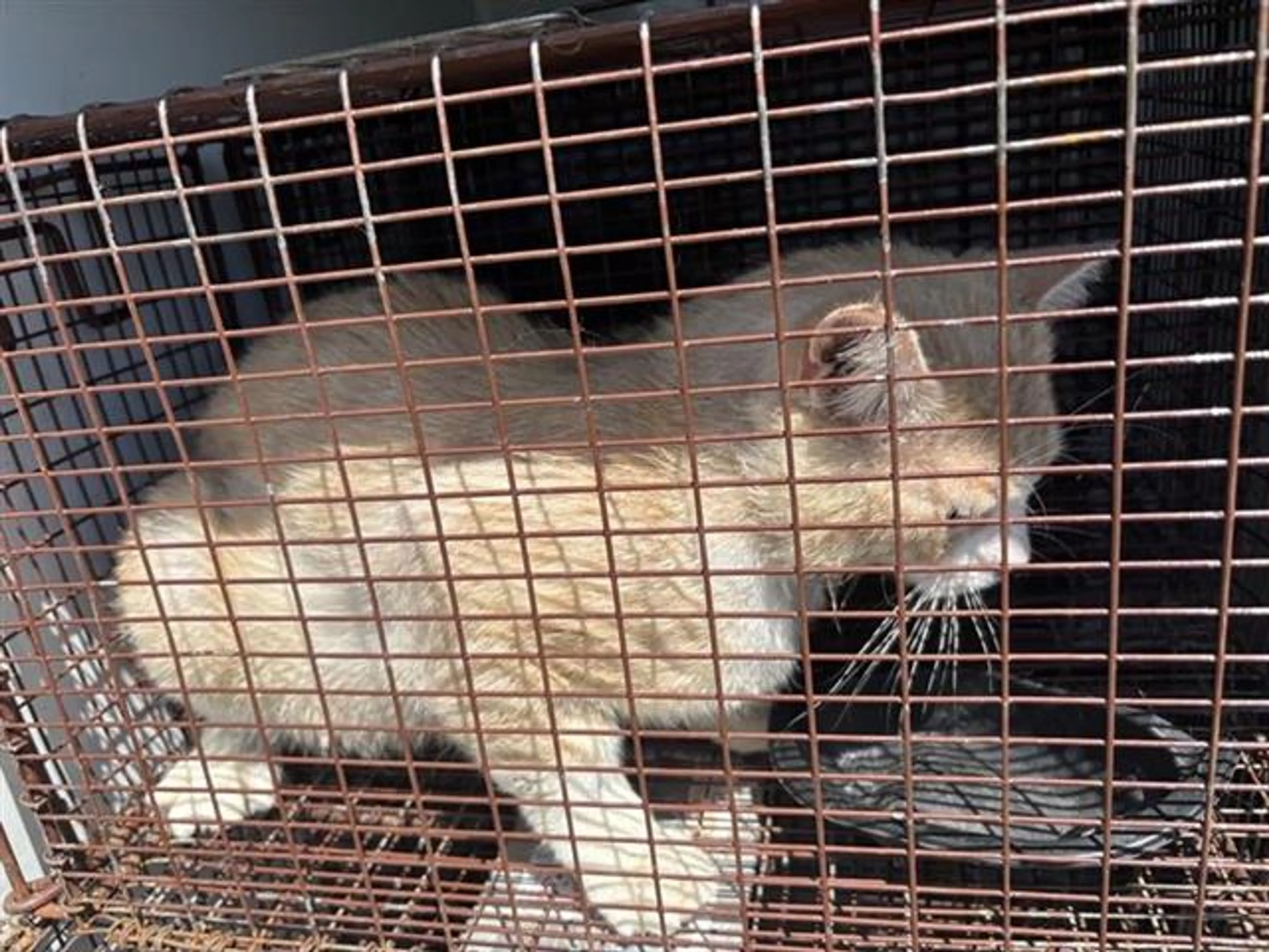 Found pet