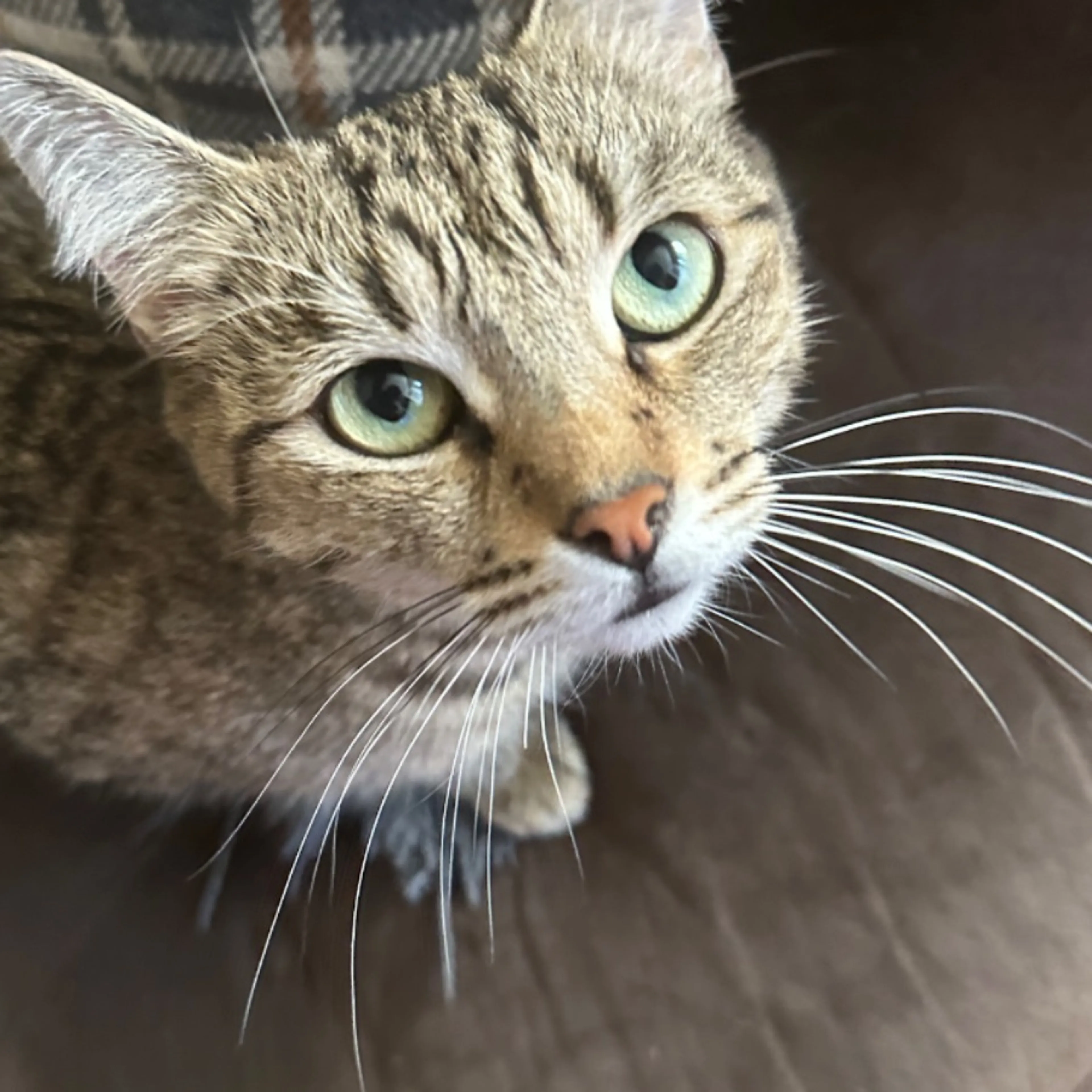 Lost pet