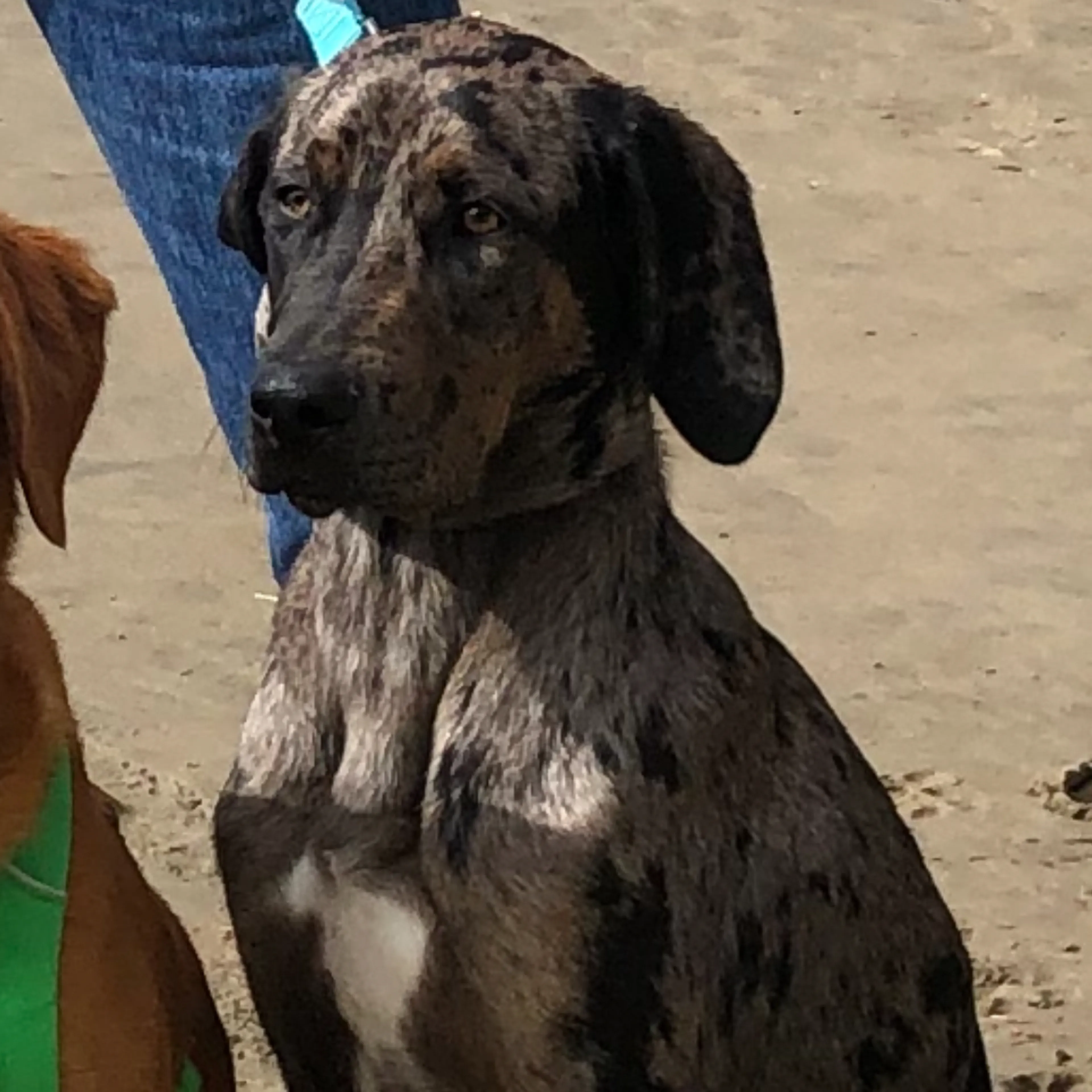 Lost pet-1