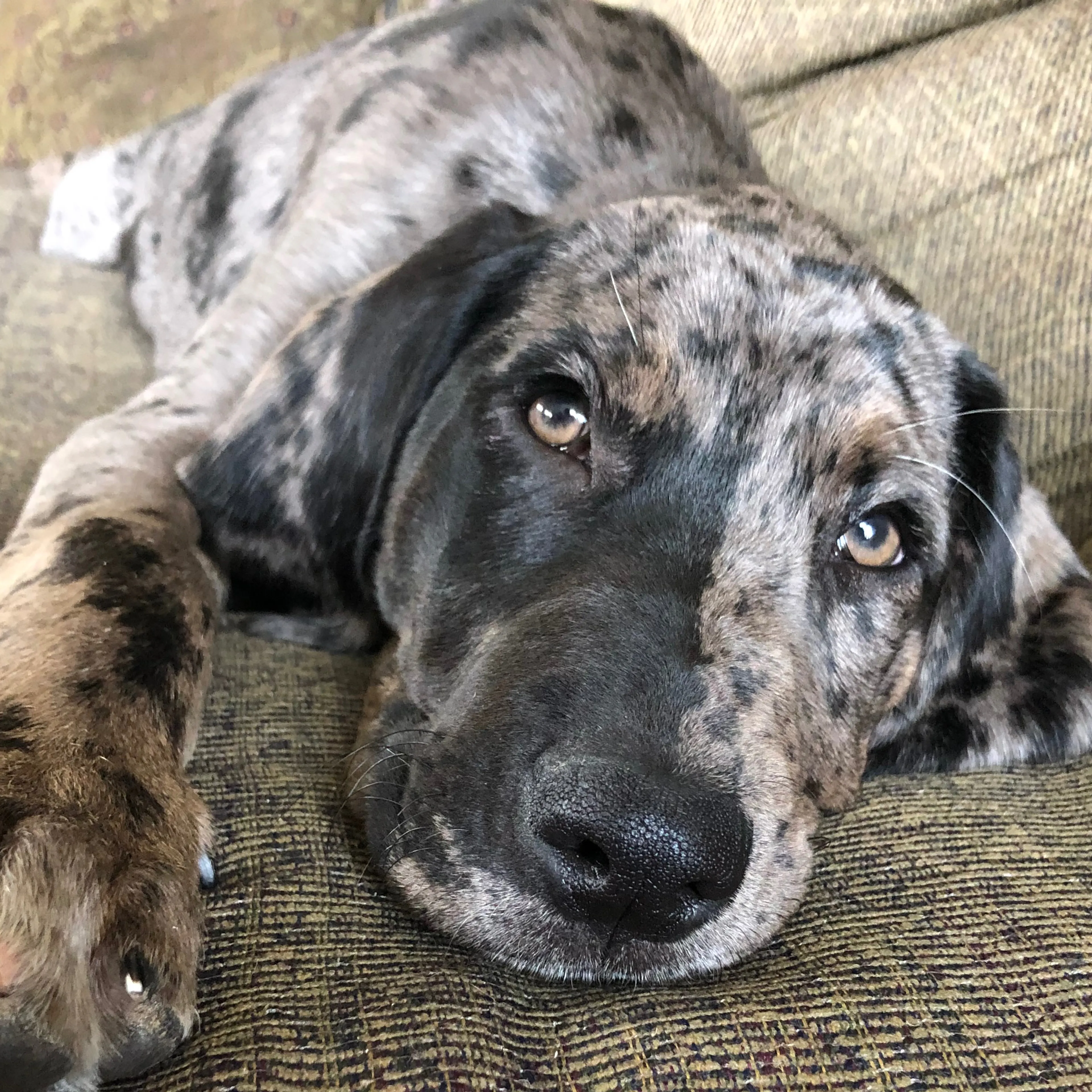 Lost pet-3