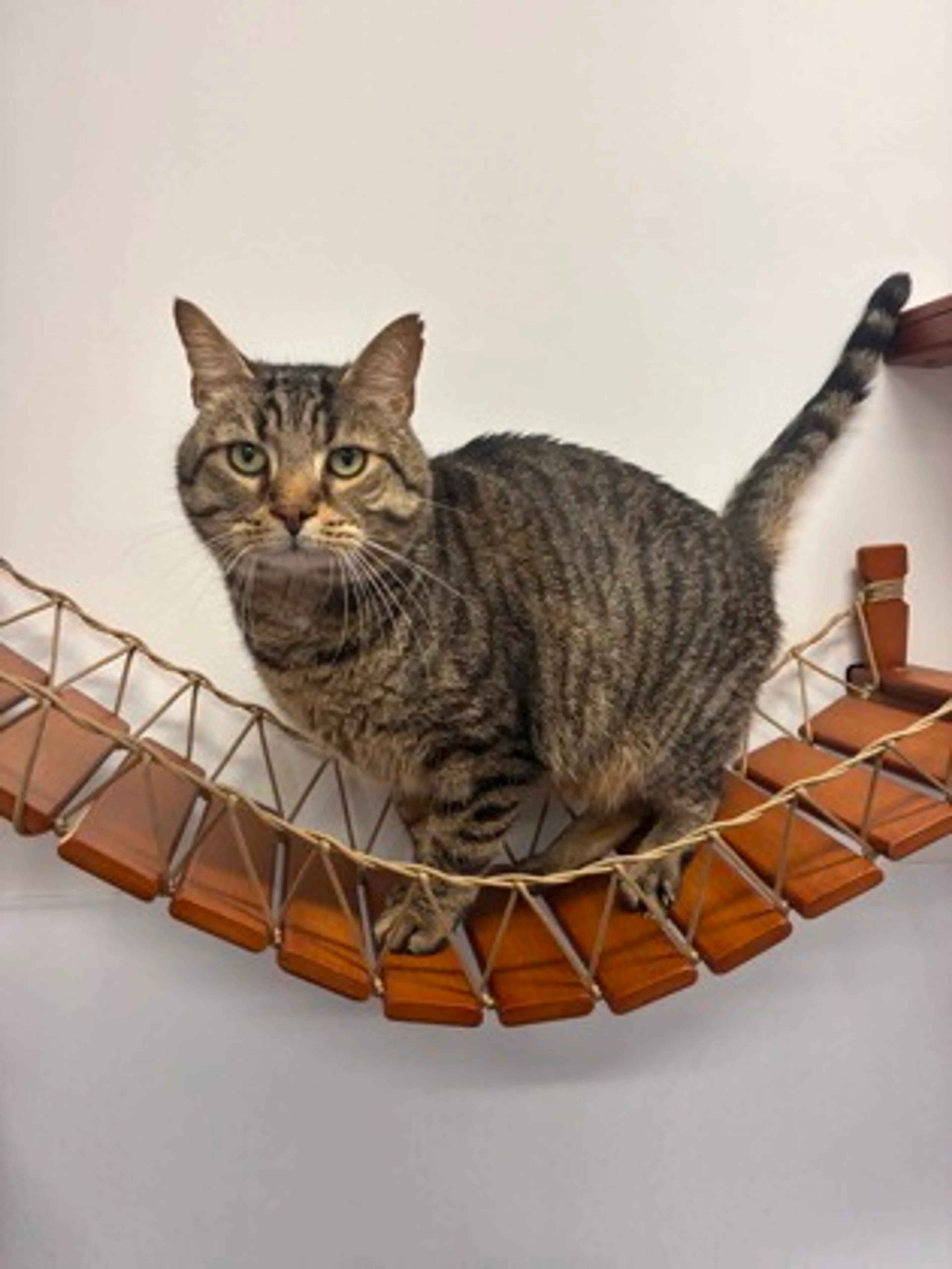 Found pet-2