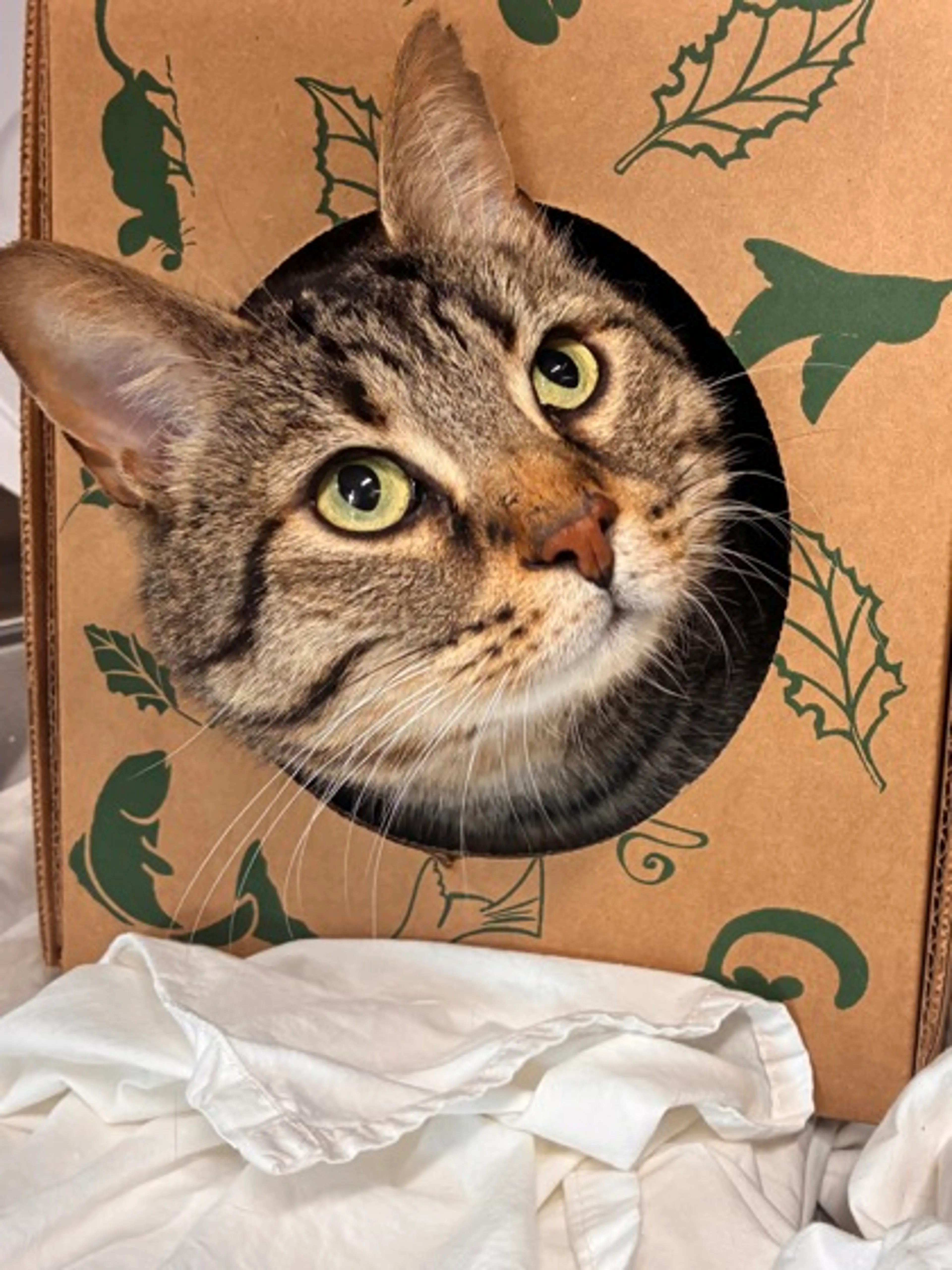 Found pet-1
