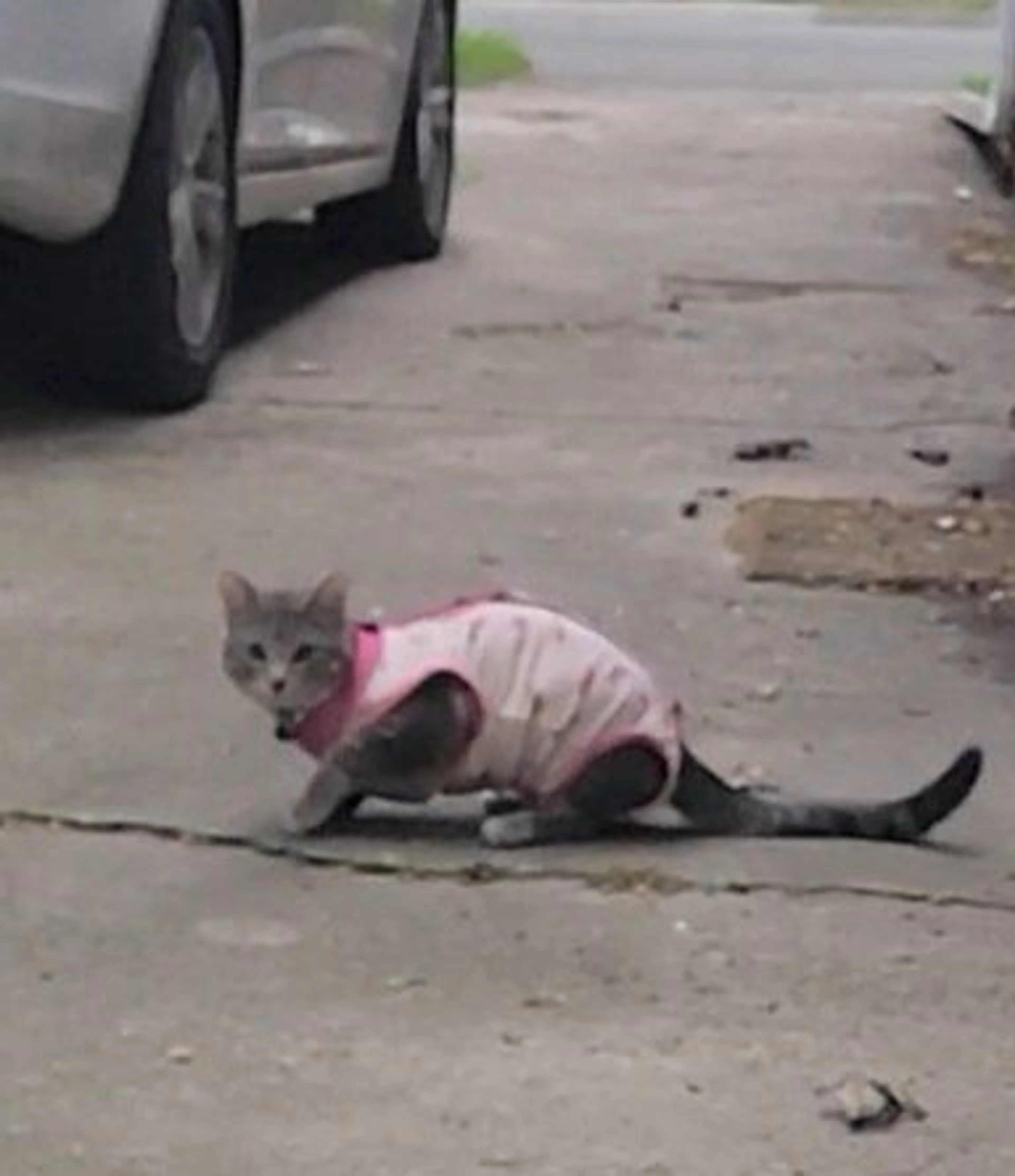 Lost pet