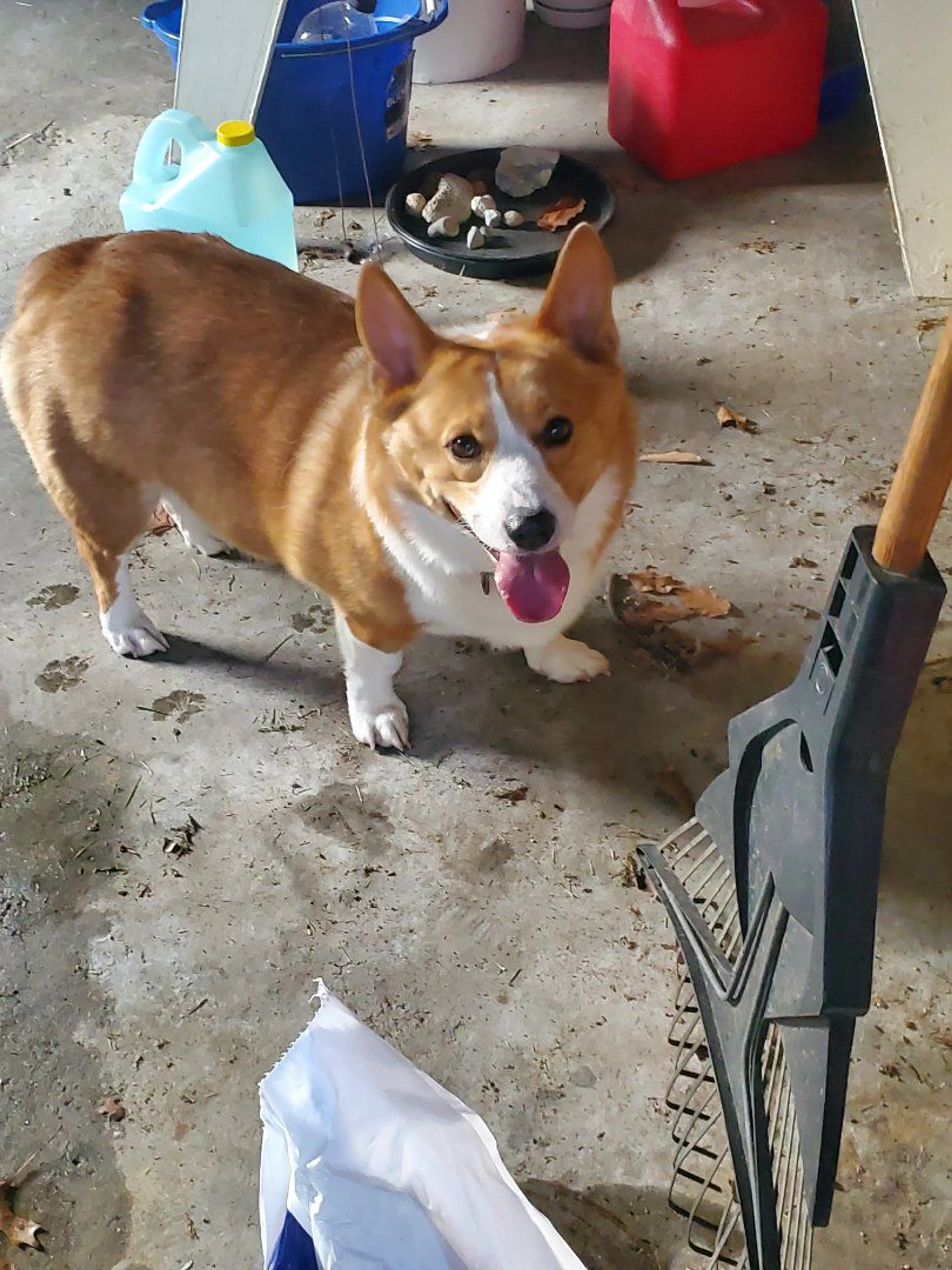 Lost pet