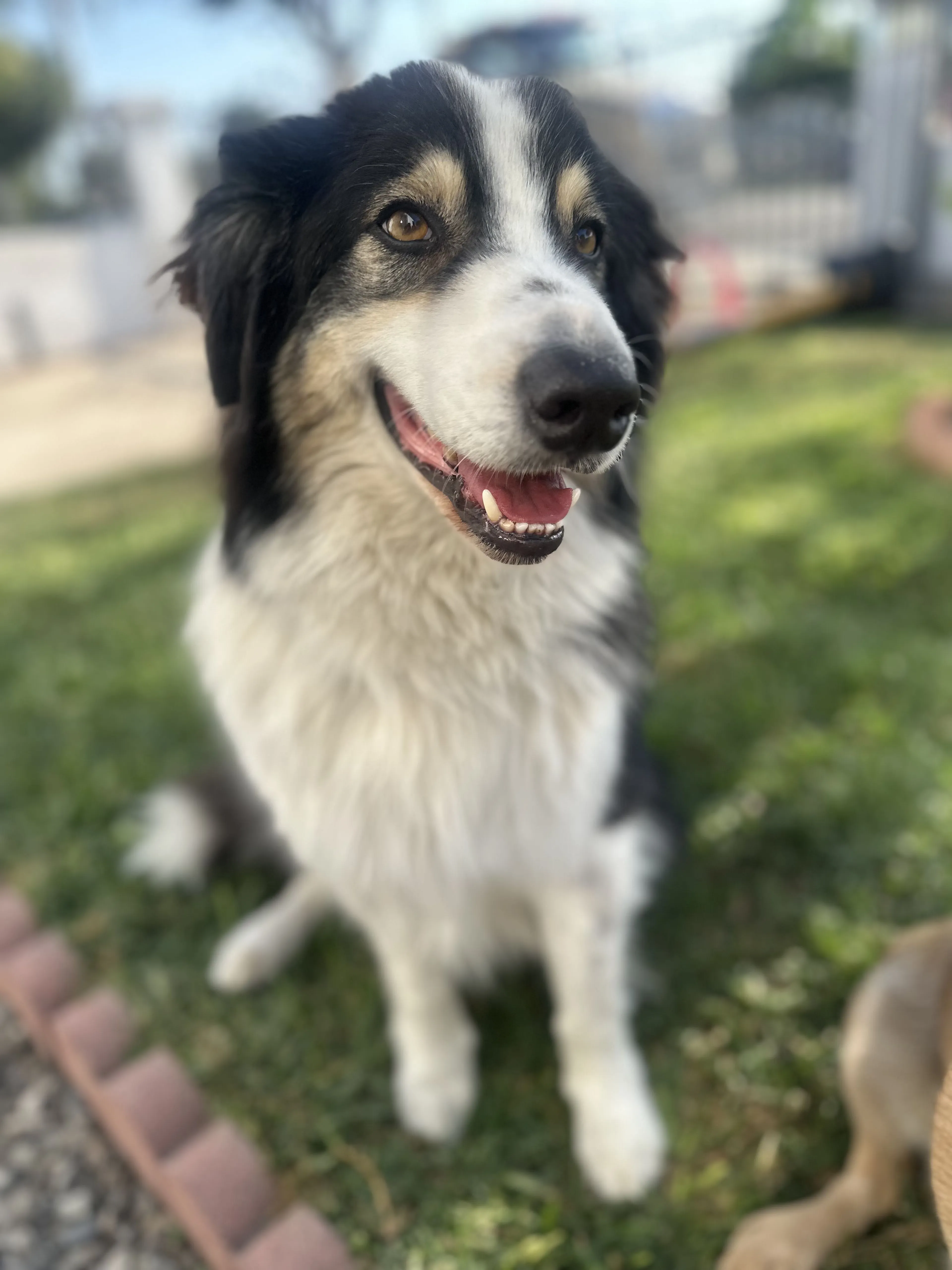 Lost pet
