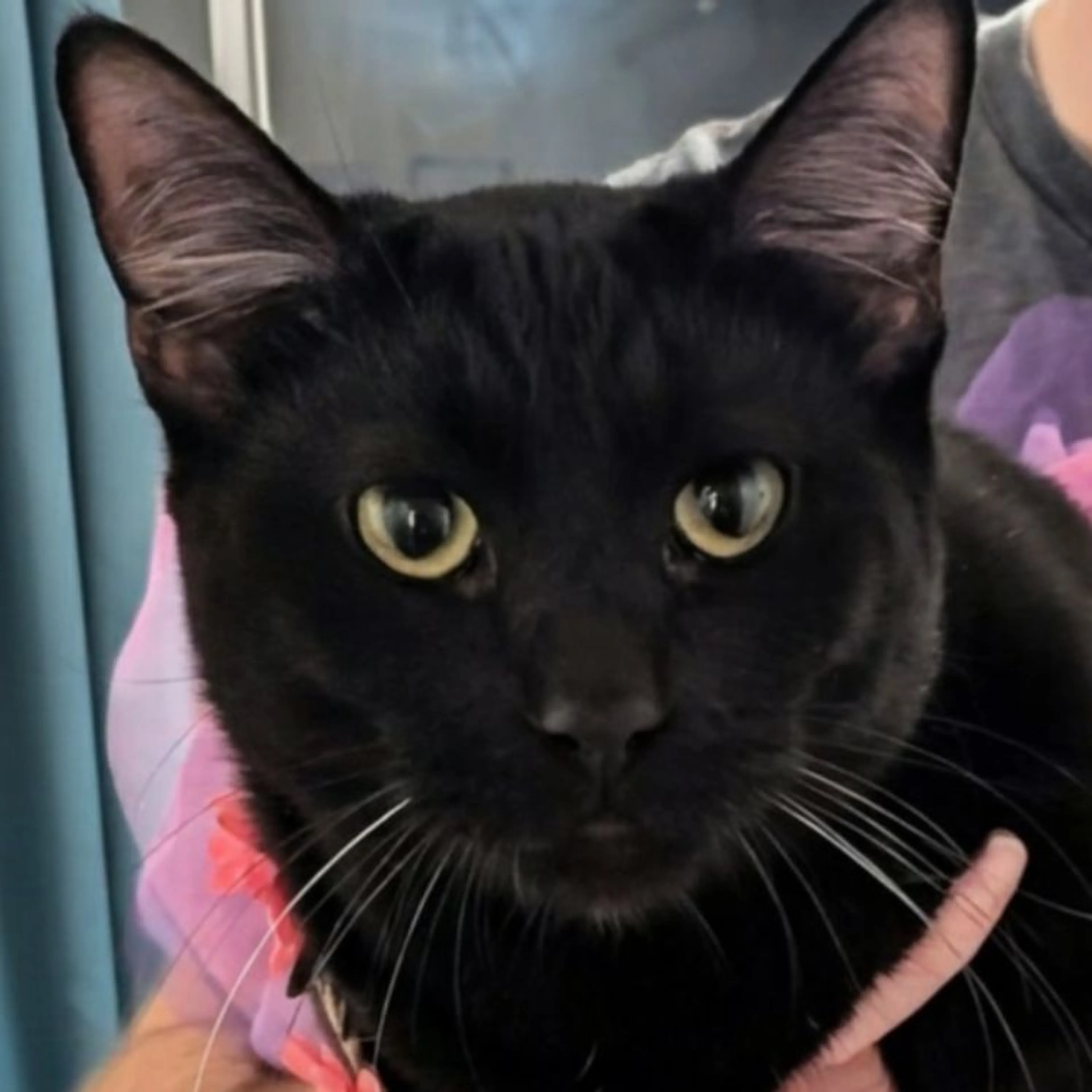 Lost pet