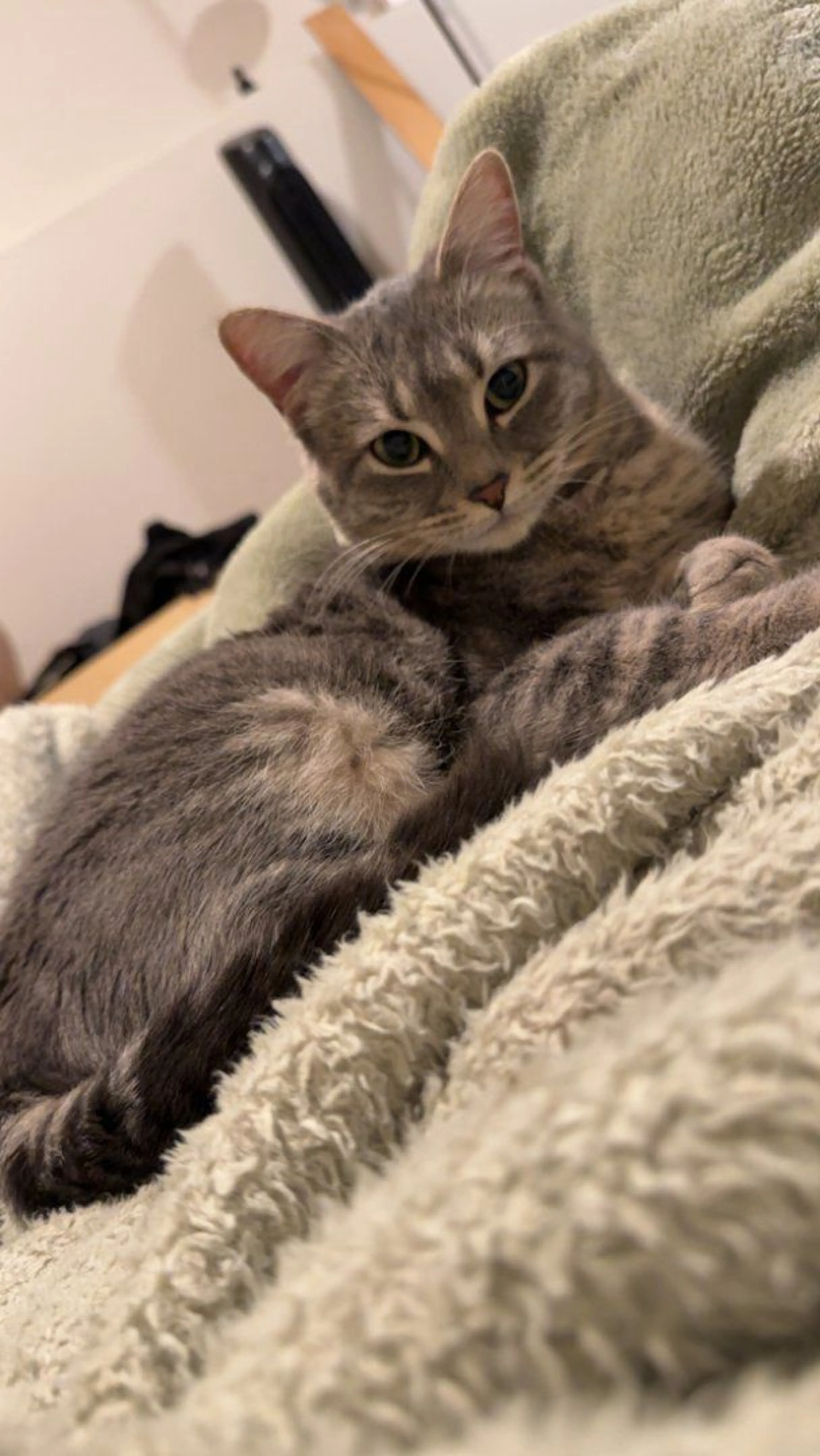 Lost pet-3