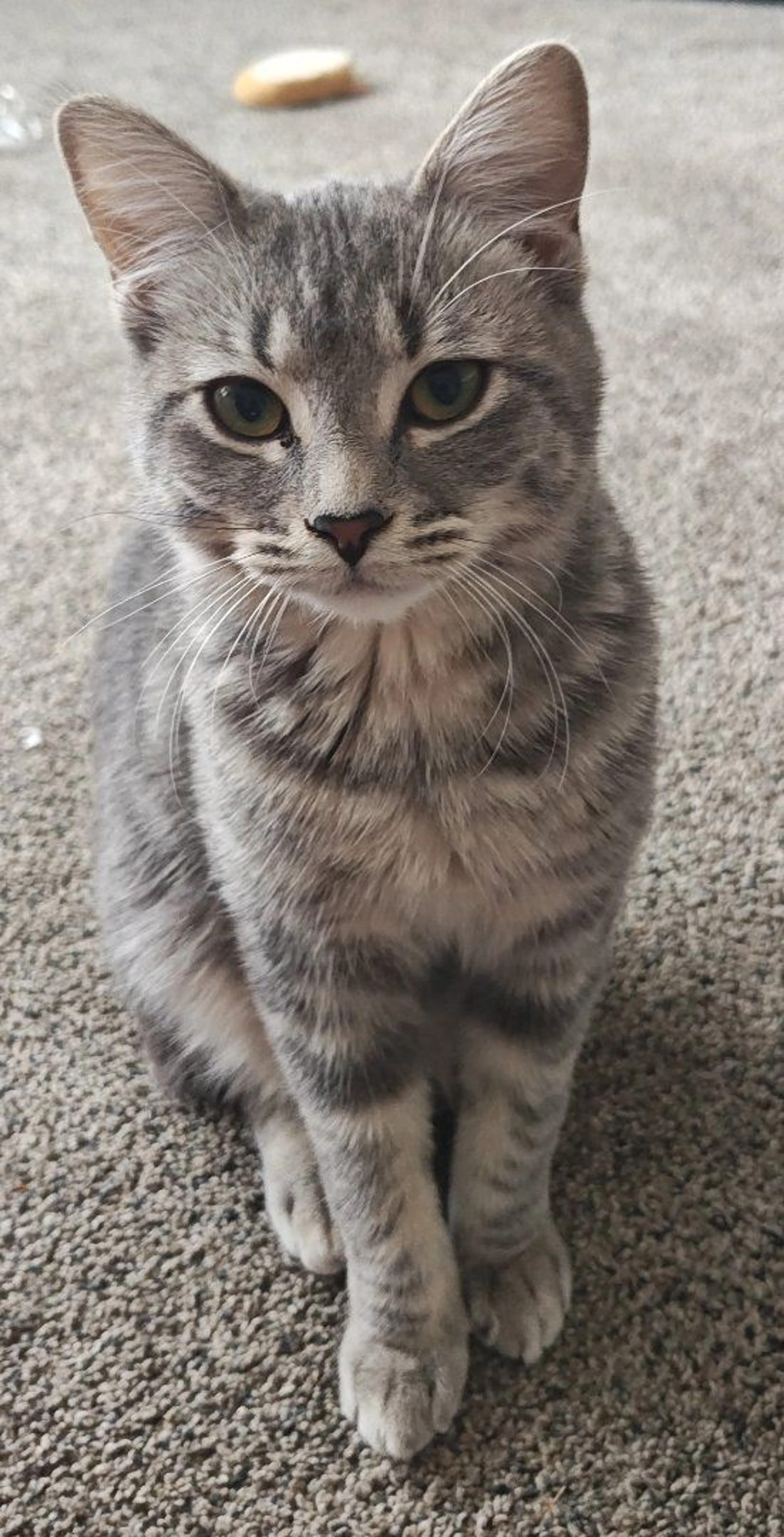 Lost pet-2