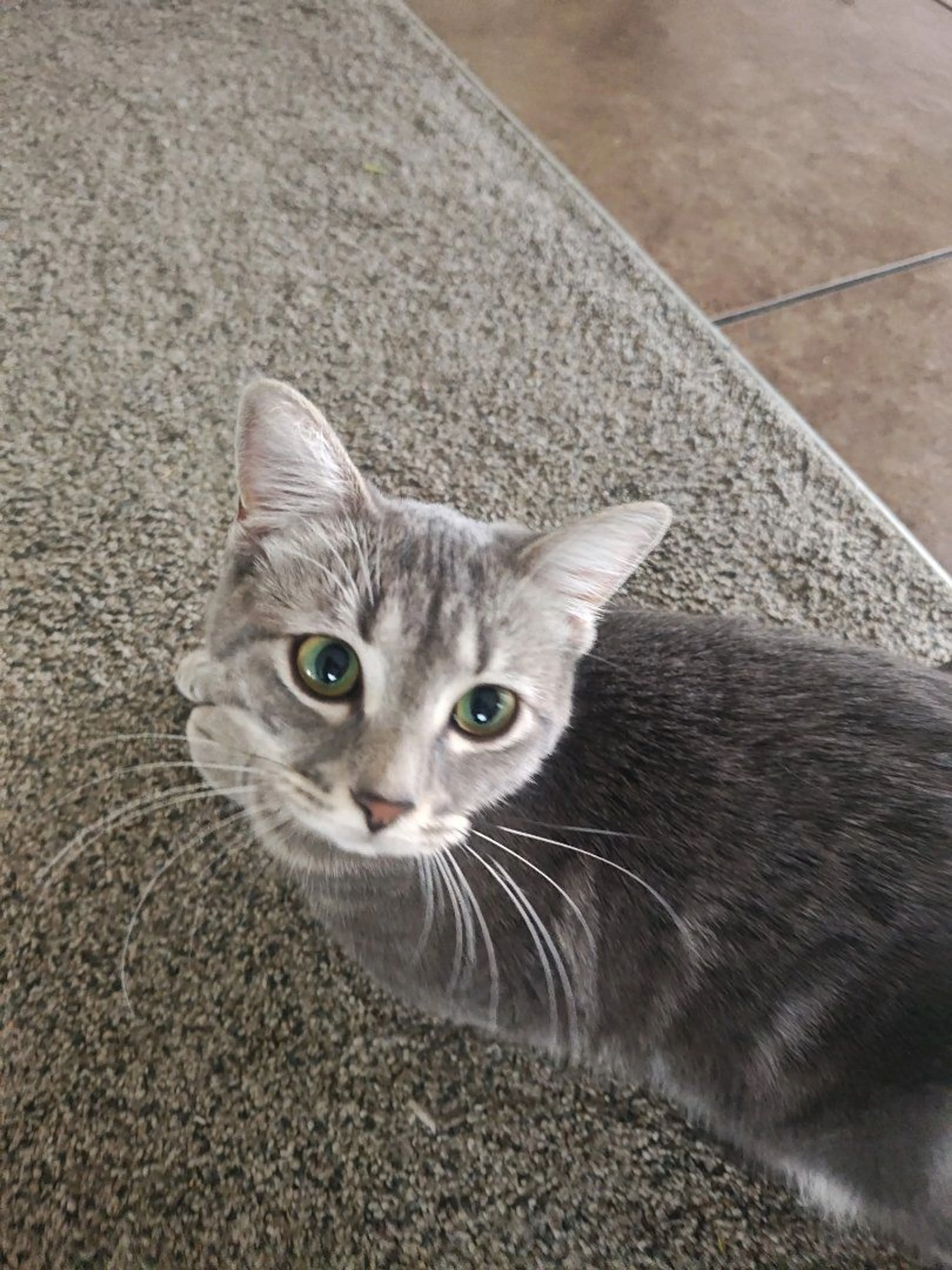 Lost pet-1