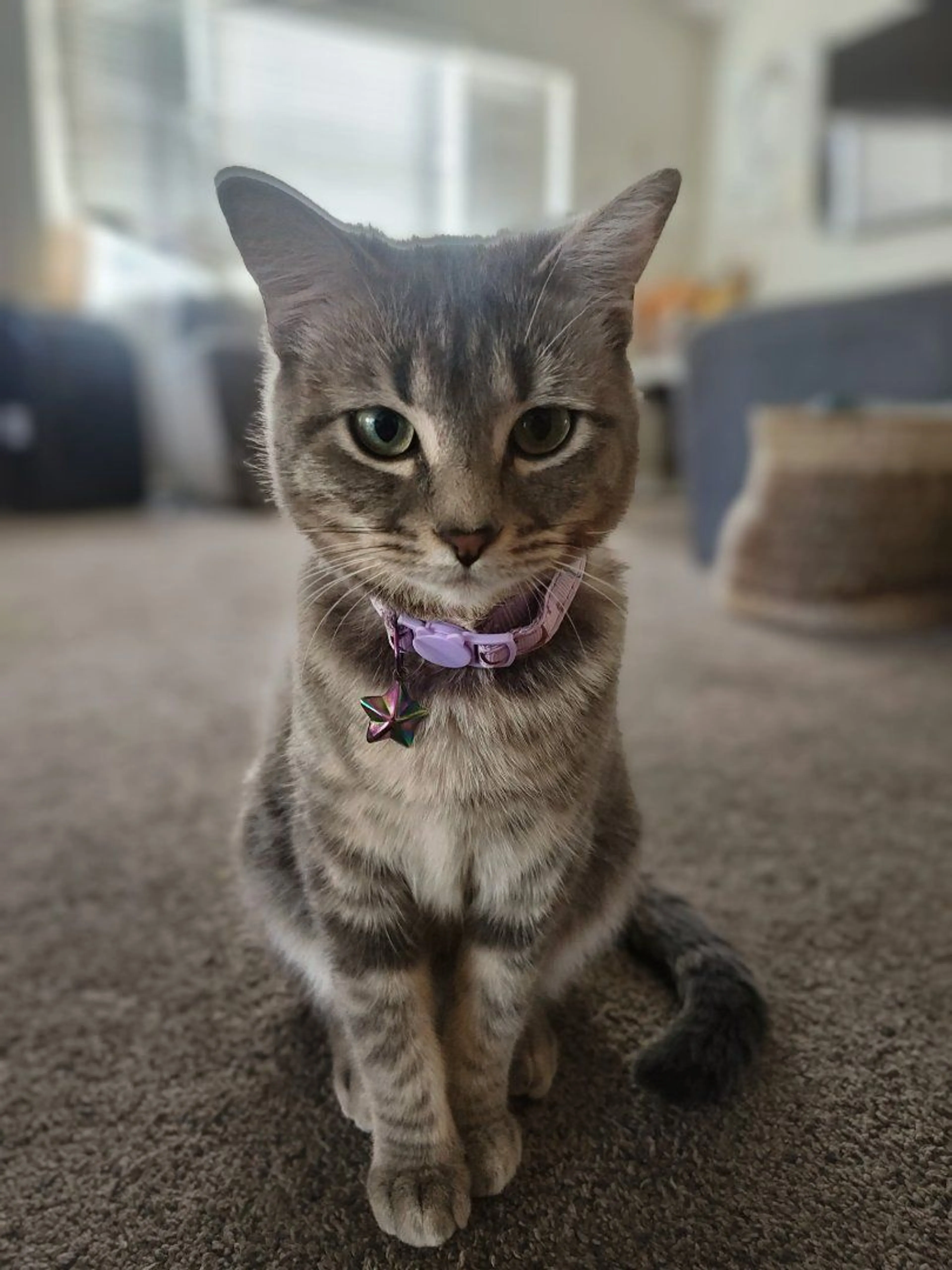 Lost pet-0