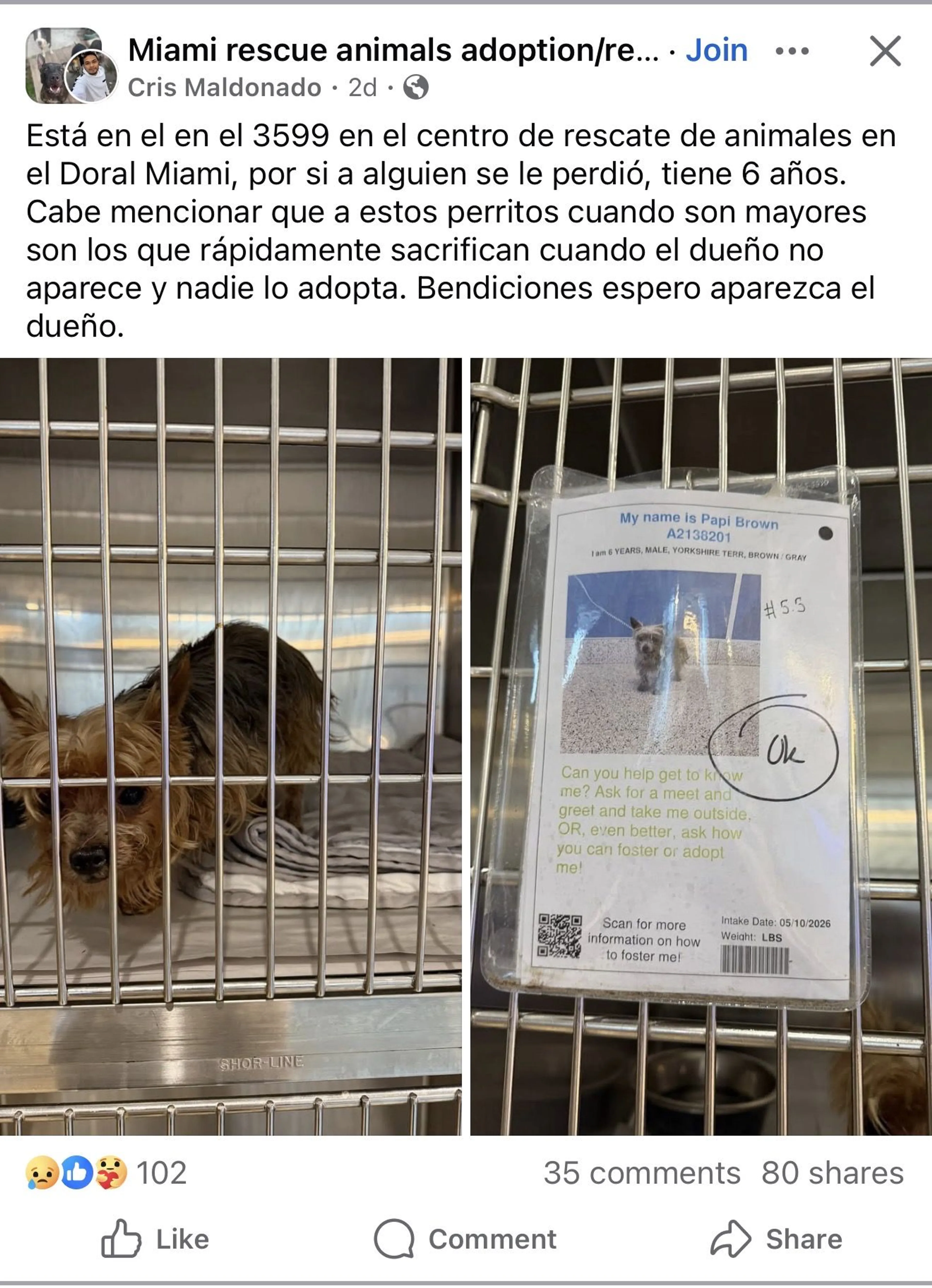 Lost pet