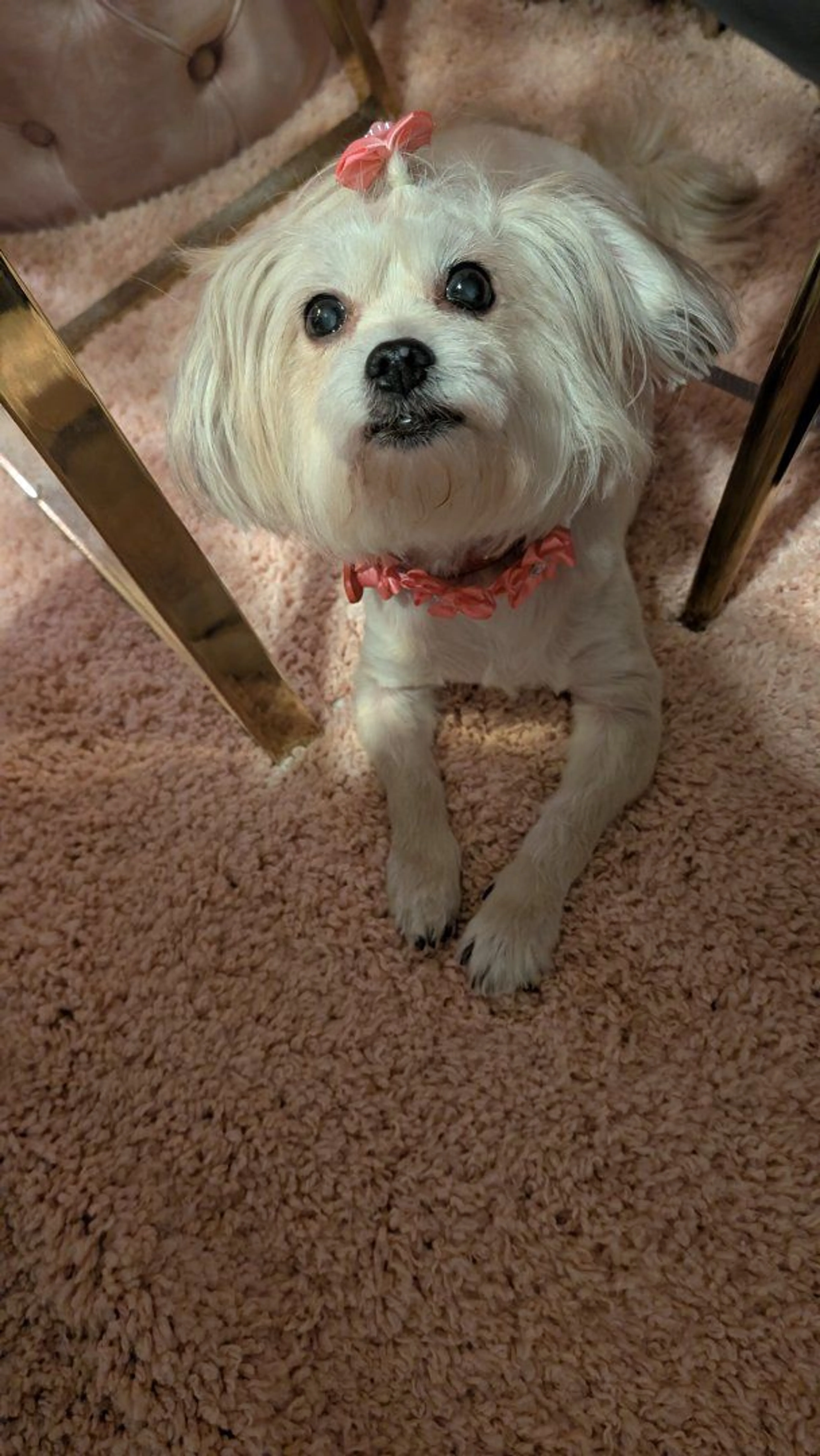 Lost pet-2